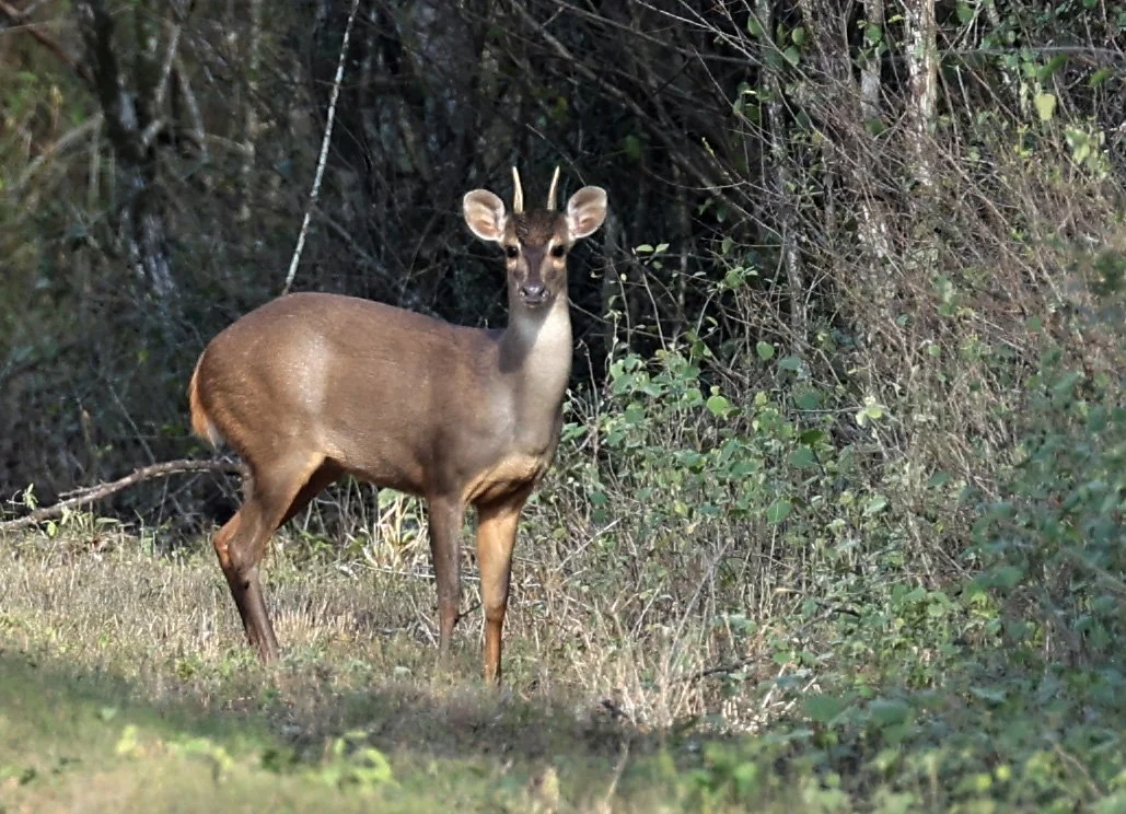 Southern Brown Brocket (Subulo gouazoubira) Selva Serena Natural Reserve 