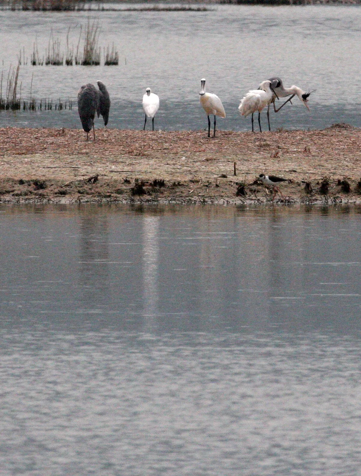 SPOONBILL - BLACK-FACED SPOONBILL - Platalea minor - MAI PO WETLANDS HONG KONG (106).JPG