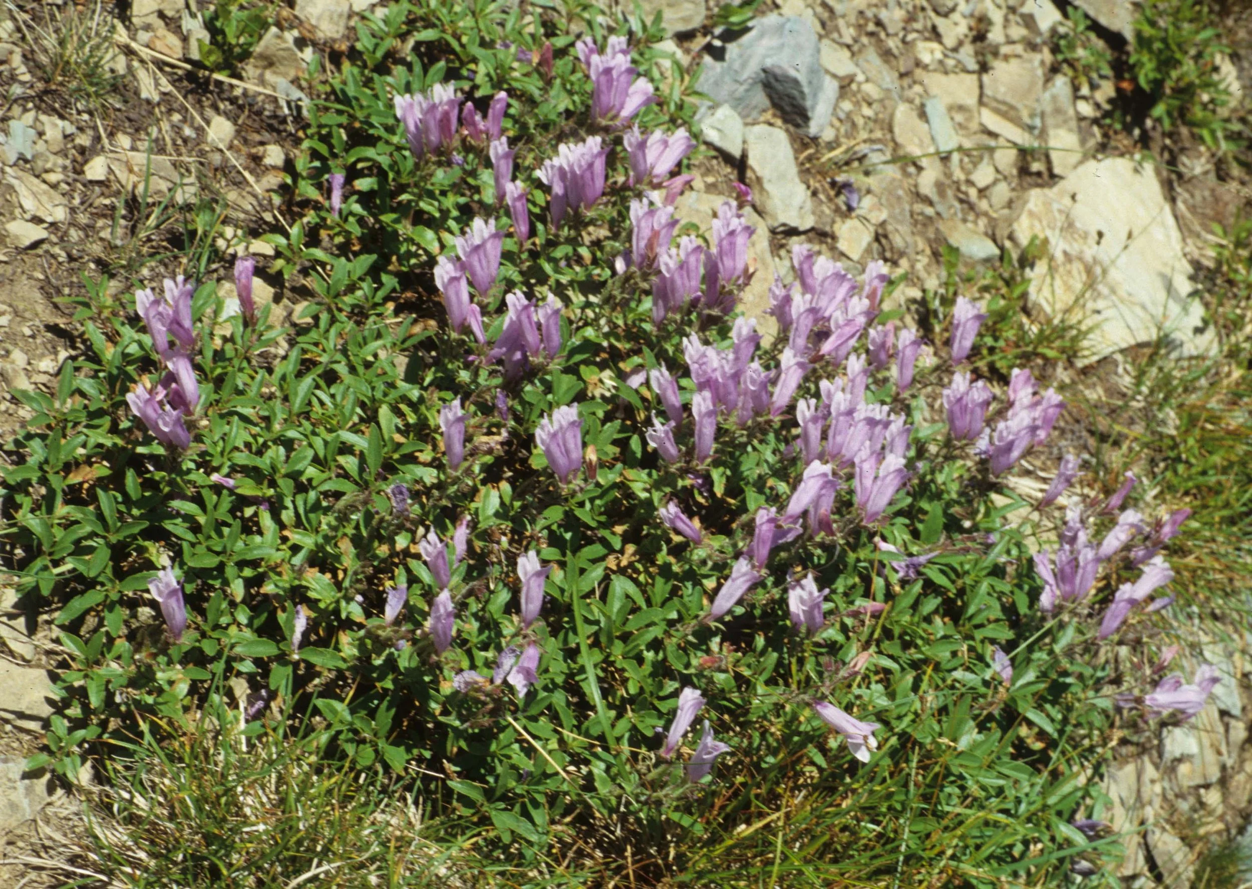MONTANA - GLACIER - PENSTEMON SPECIES.jpg
