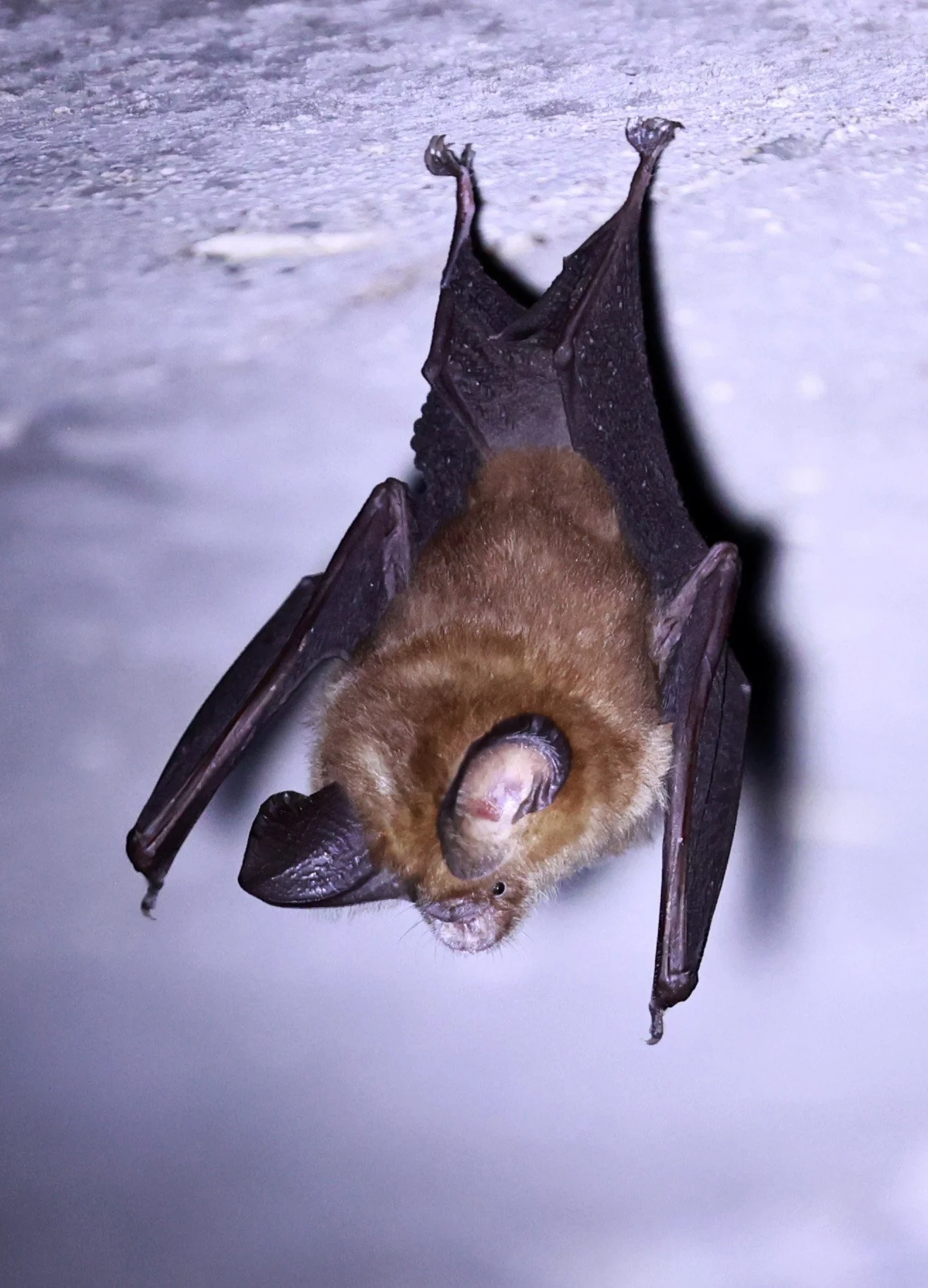 Hipposideros gentilis 