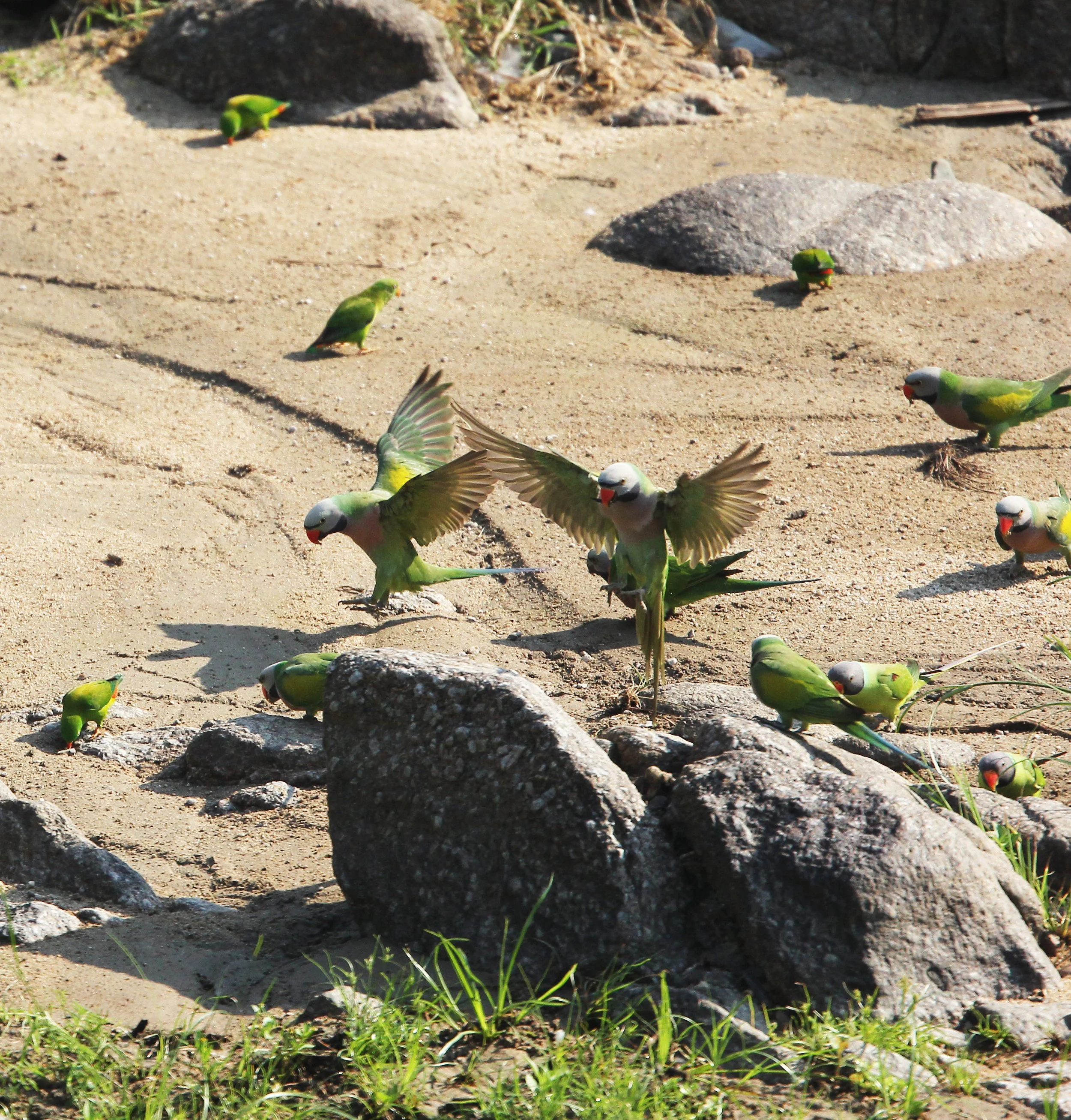 Red-breasted Parakeets (Psittacula alexandri) at a mineral lick at Khao Bandai