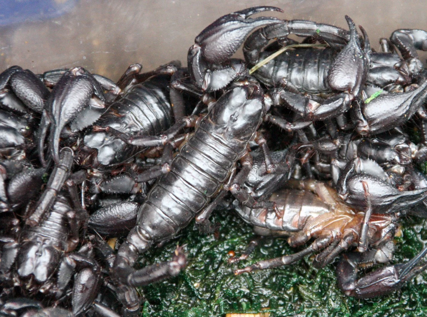 KUNMING - ANIMAL MARKET (11).JPG