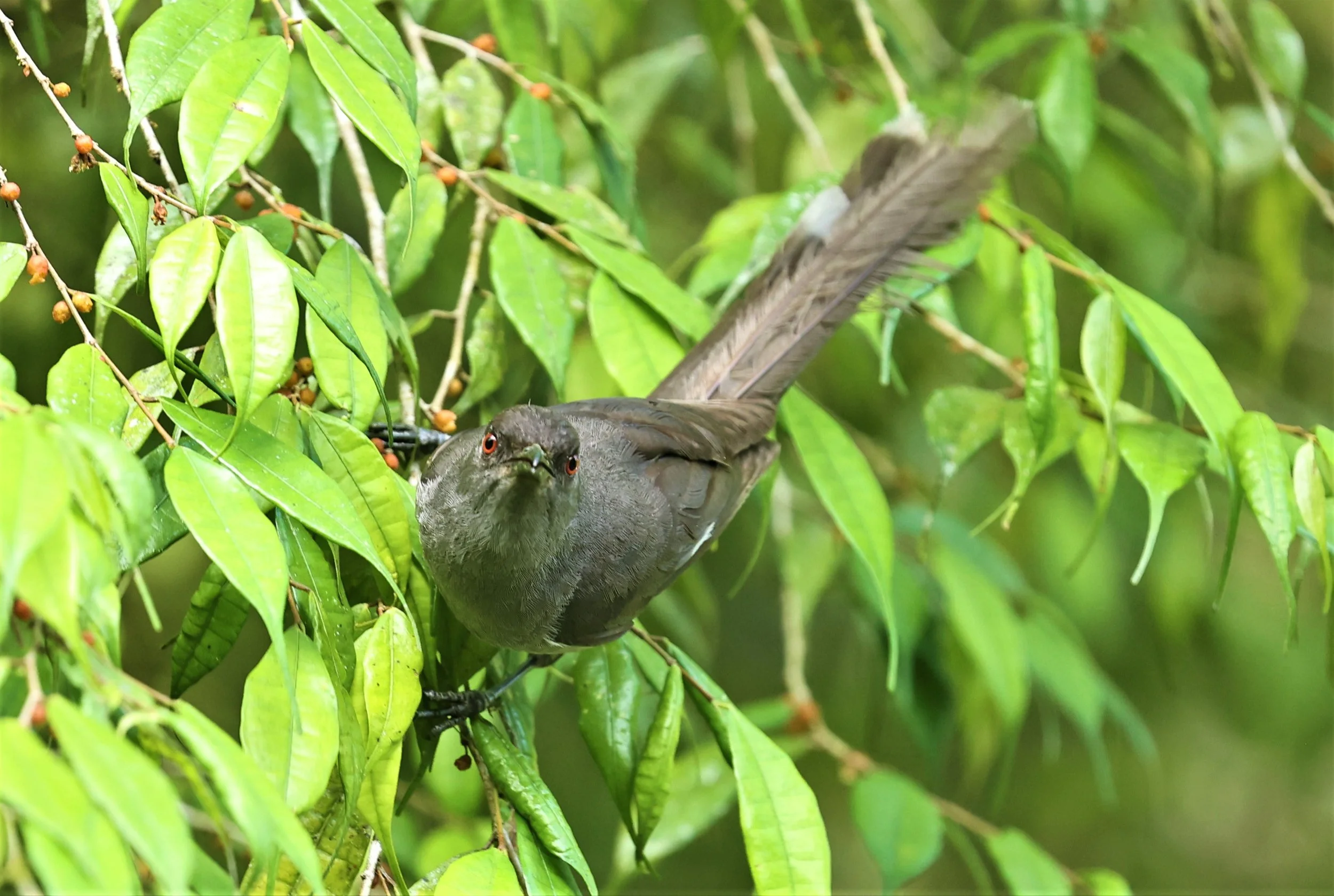 Heterophasia picaoides - LONG-TAILED SIBIA - FRASER'S HILL, MALAYSIA JUNE 2022 (48).jpg