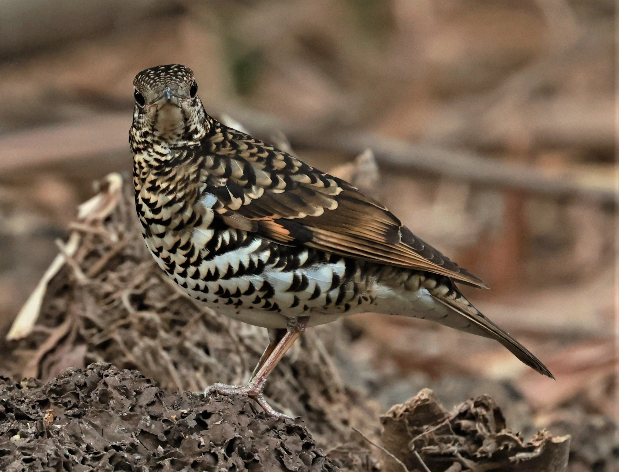 White's Thrush (Zoothera aurea) Putthamonthon Park Nakhon Pathom Thailand (108).jpg