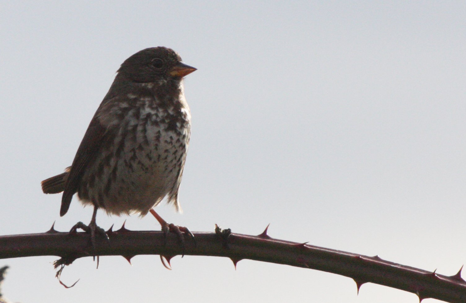 Fox Sparrow (Passerella iliaca) Jamestown Washington Olympic Peninsula (15).JPG