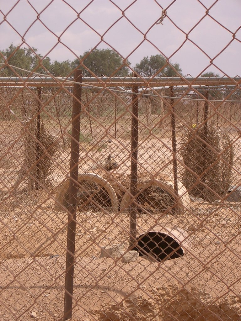 SHAUMARI CAPTIVE BREEDING CENTER (14).JPG