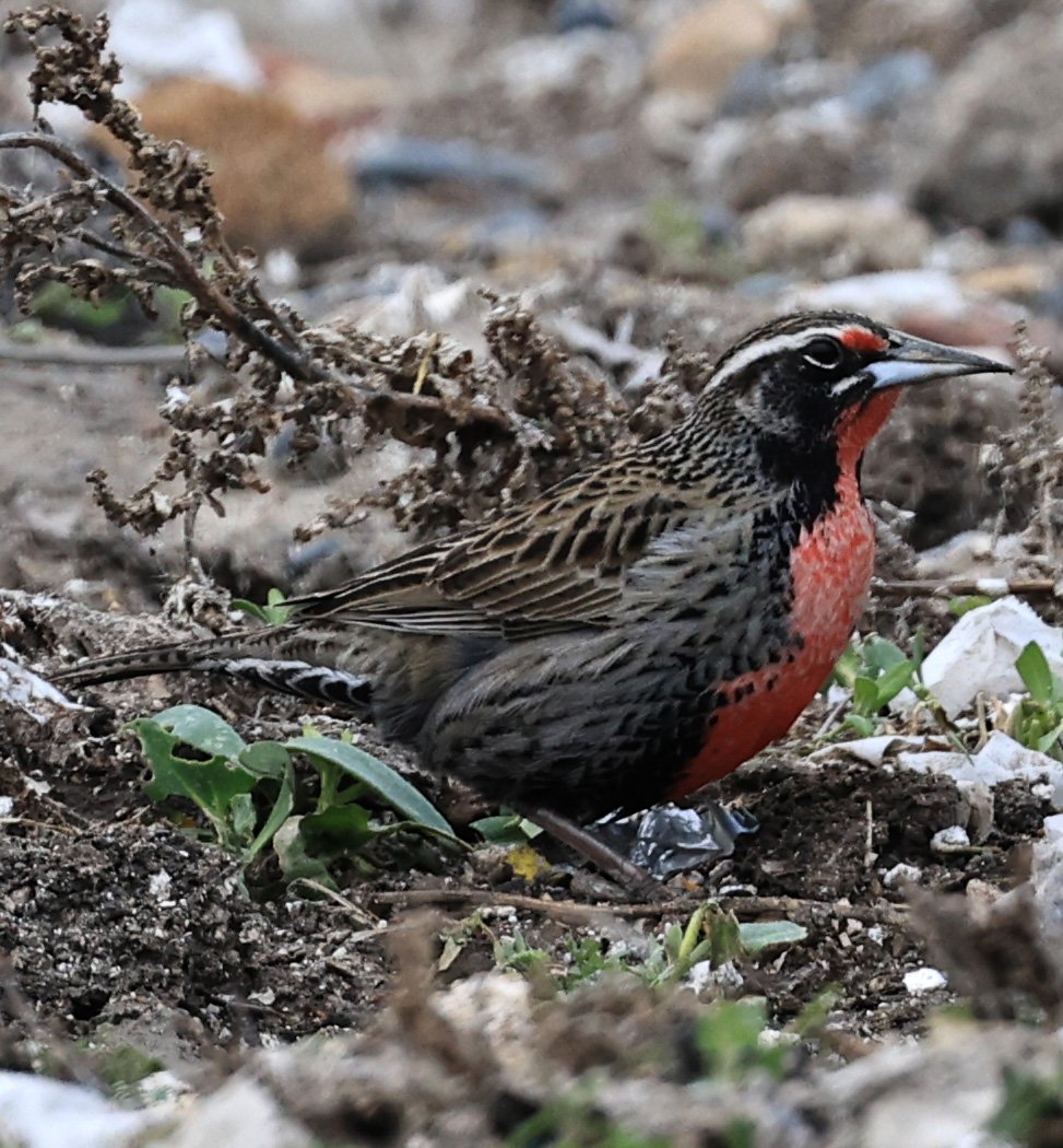 Long-tailed Meadowlark (Leistes loyca) Lagunas del Ornitólogo, Trelew Argentina (2).jpg
