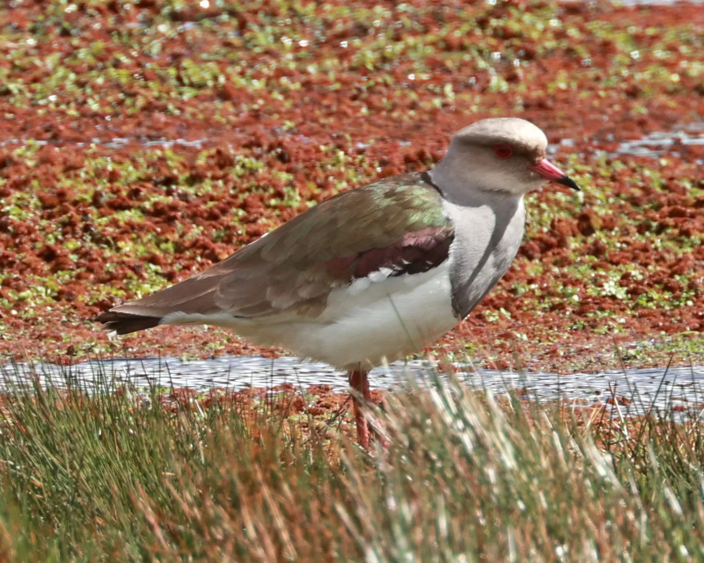 Lapwing - Andean Lapwing - Vanellus resplendens - Antisana National Park, Eastern Andes Ecuador (9).jpg