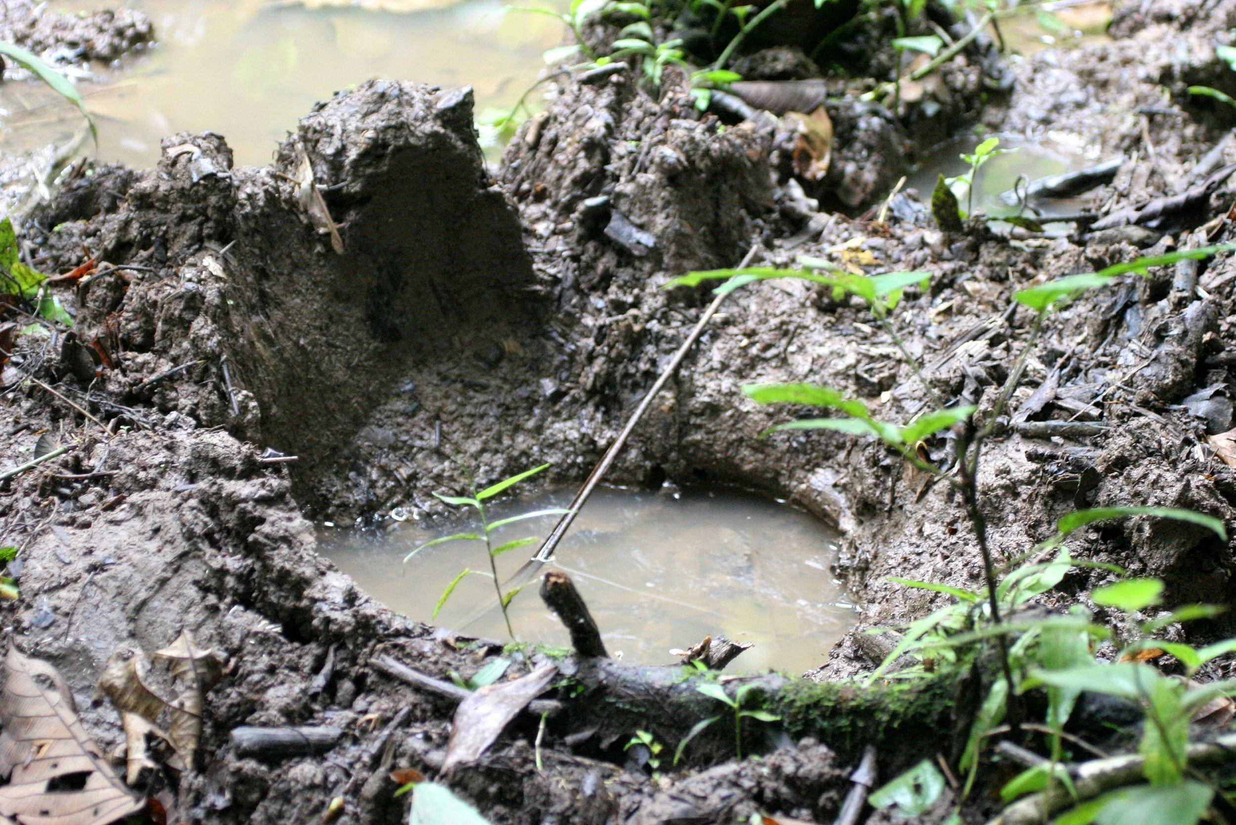 ELEPHANT - BORNEAN PYGMY ELEPHANT TRACK - KINABATANGAN RIVER BORNEO.JPG