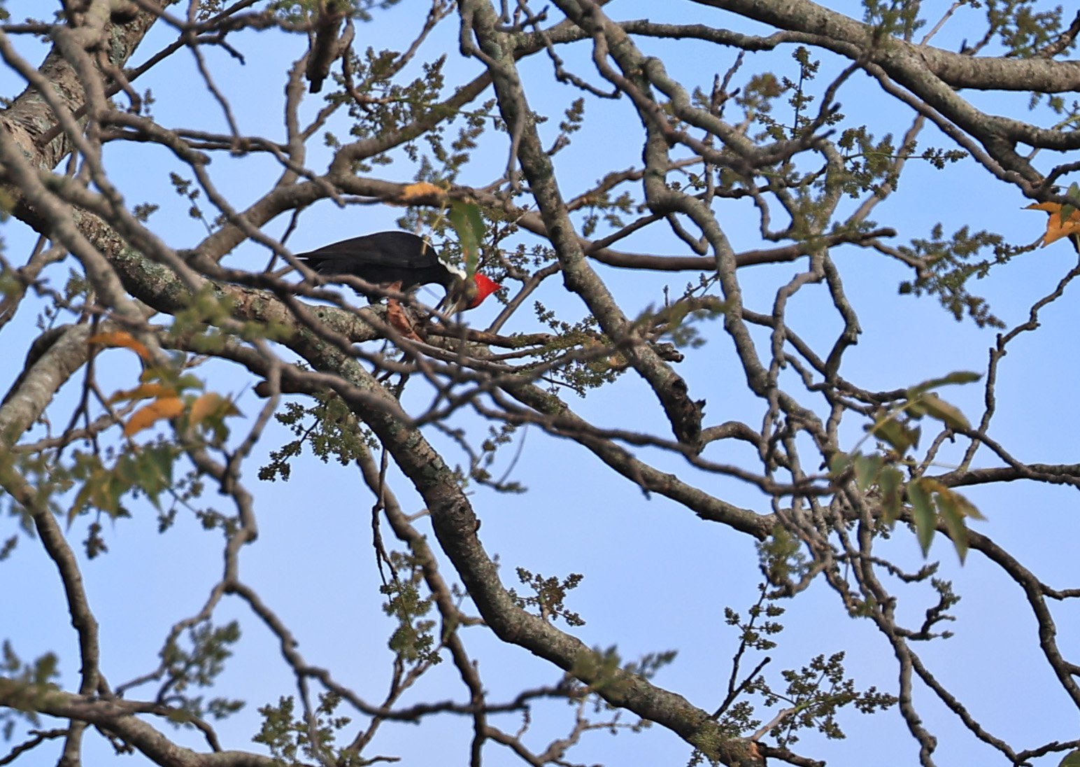 Black-bodied Woodpecker (Dryocopus schulzi) Selva Serena Natural Reserve (1).jpg