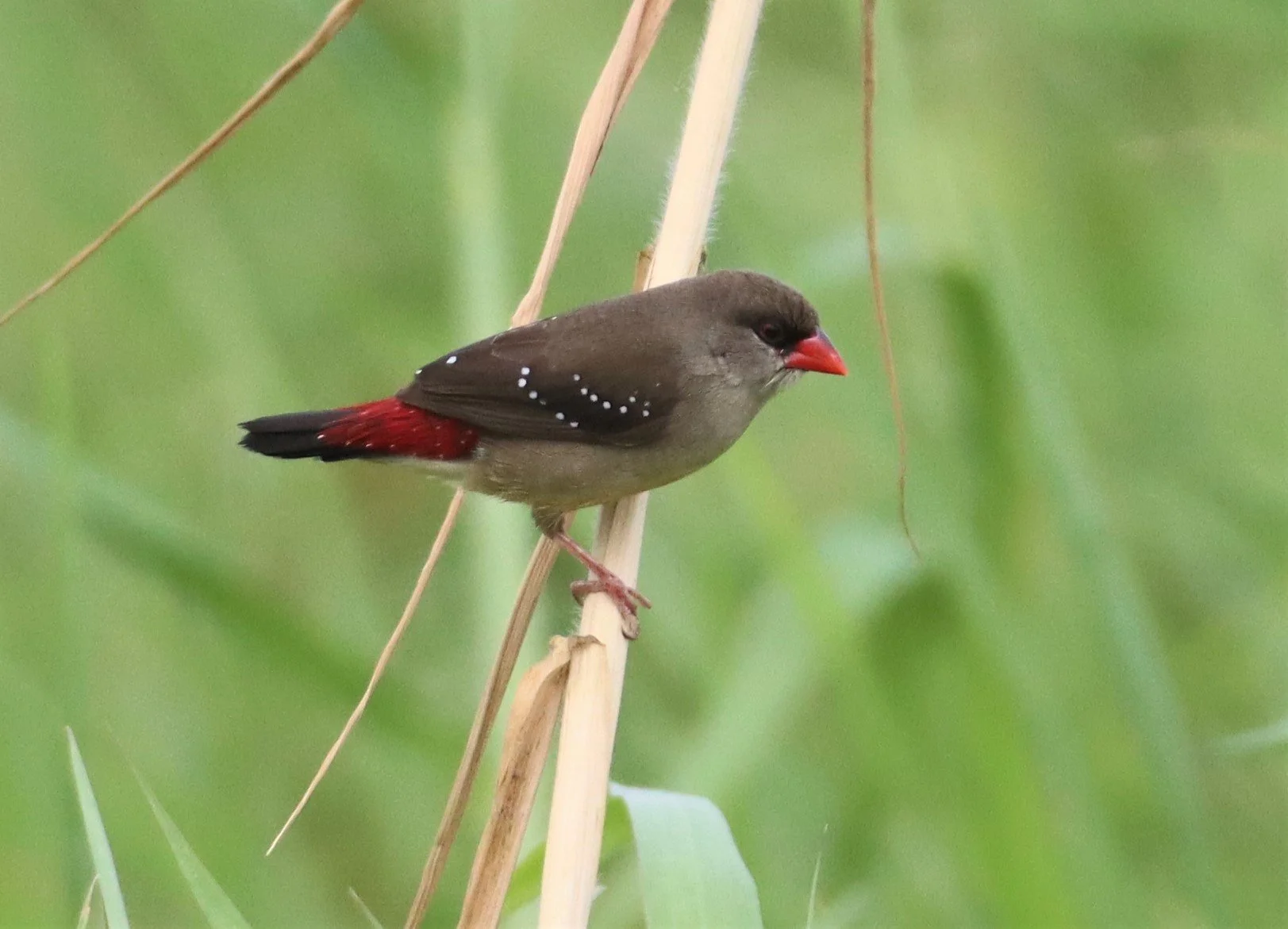 RED AVADAVAT - Amandava amandava - LAT KRABANG WETLANDS THAP YAO (66).jpg