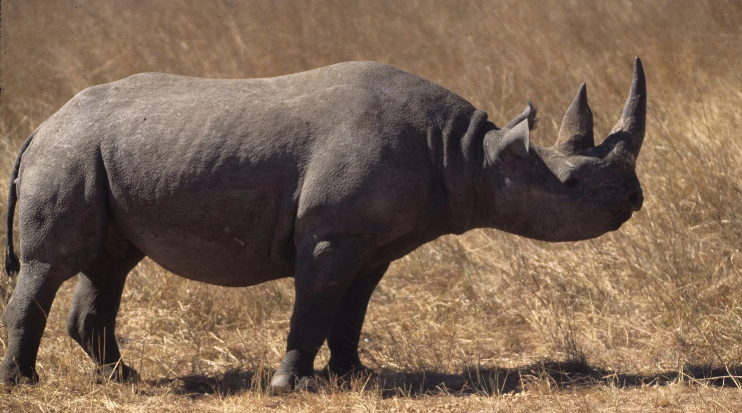 RHINO- BLACK - ZIMBABWE 21.jpg