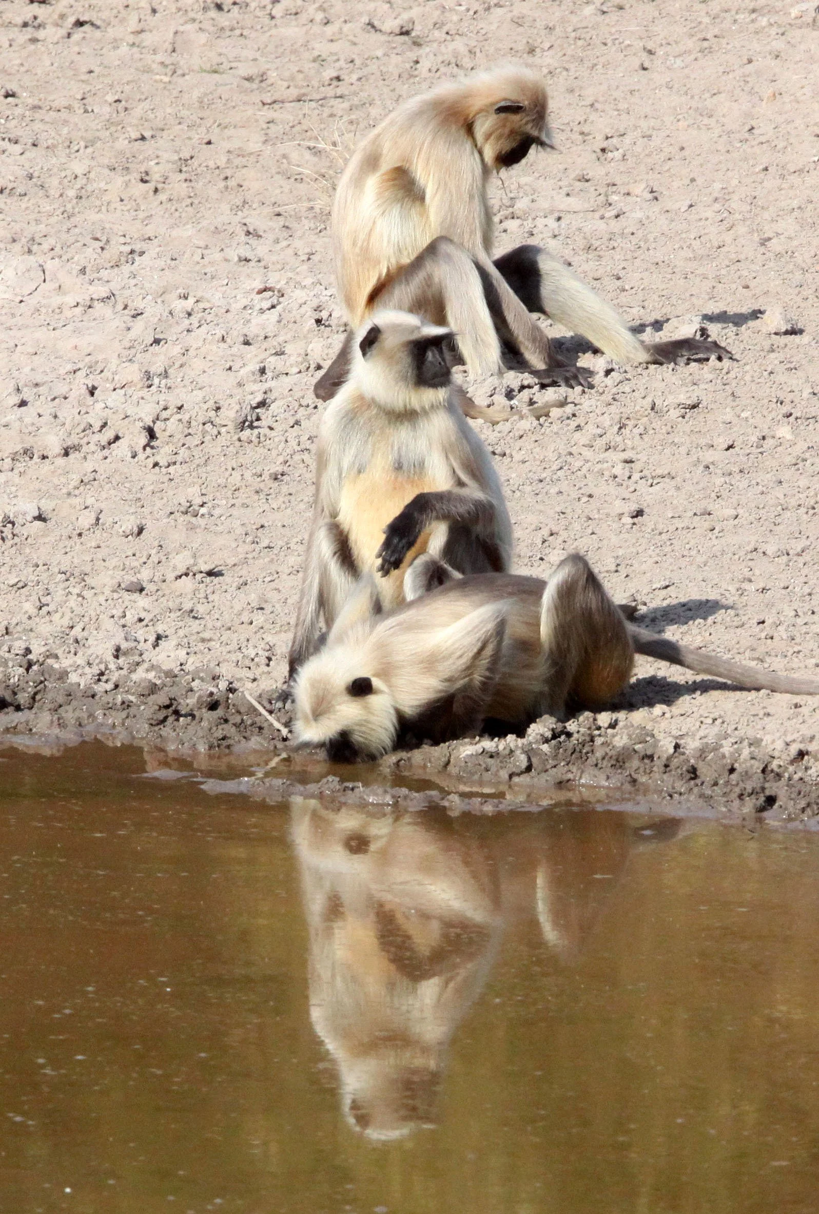CERCOPITHECIDAE - Semnopithecus entellus - BENGAL SACRED (HANUMAN NORTHERN PLAINS GREY) LANGUR - BANDHAVGAR NATIONAL PARK MADHYA PRADESH INDIA (24).JPG