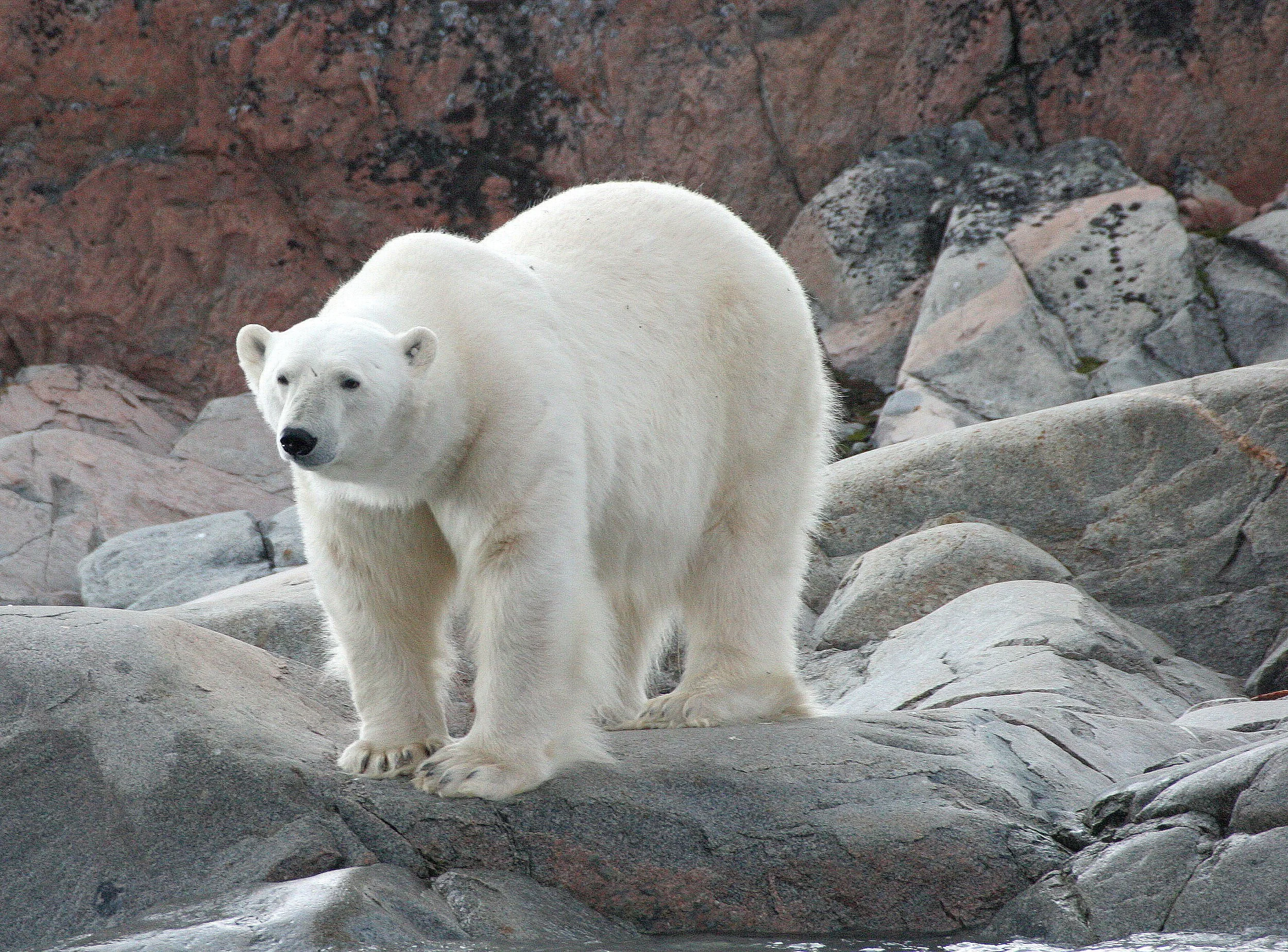 URSID - POLAR BEAR - SVALBARD (184).jpg