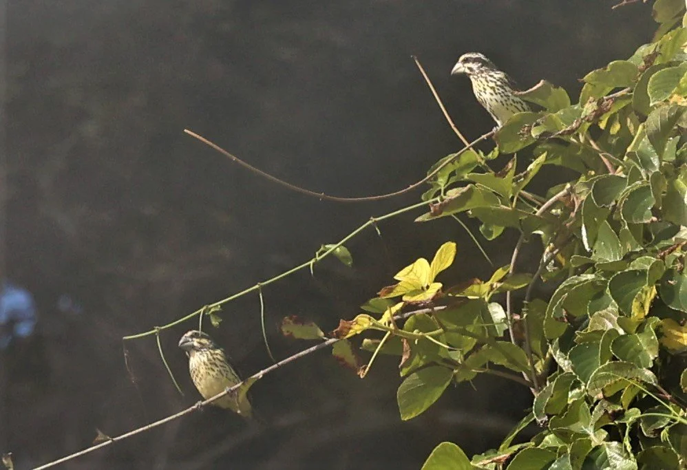 Spot-winged Grosbeak (Mycerobas melanozanthos) Fang Hotsprings Chiang Mai Thailand (49).jpg