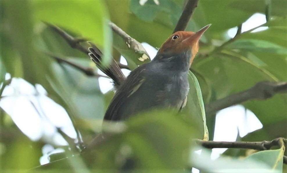 Ashy Tailorbird - Orthotomus ruficeps - Narathiwat, Thailand