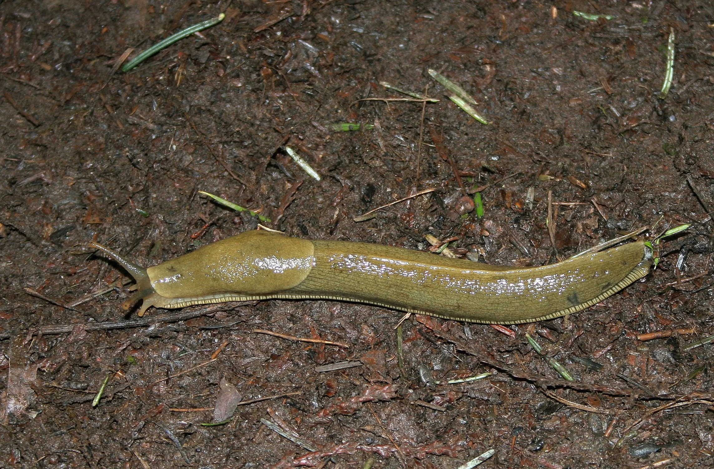 INVERTS - MOLLUSCA - SLUG - BANANA SLUG - BARNES CREEK TRAIL.JPG