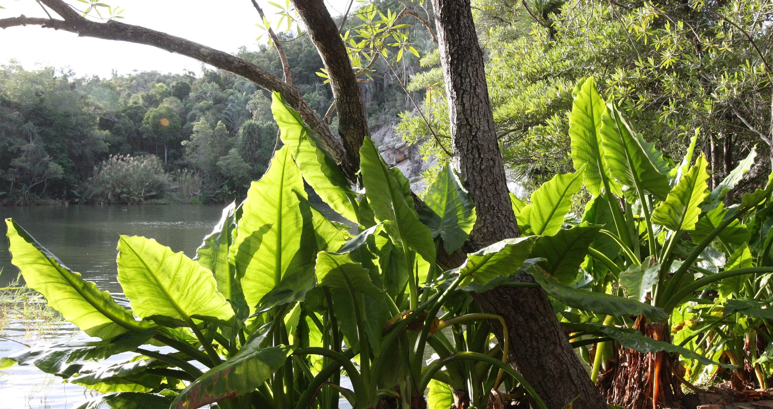 PLANT - ELEPHANT EARS - ANDOHAHELA NATIONAL PARK MADGASCAR.JPG