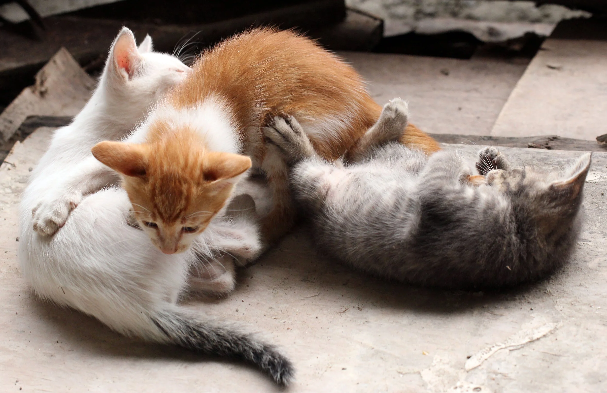 2015 Koh Lanta October Break Trip  (274).JPG