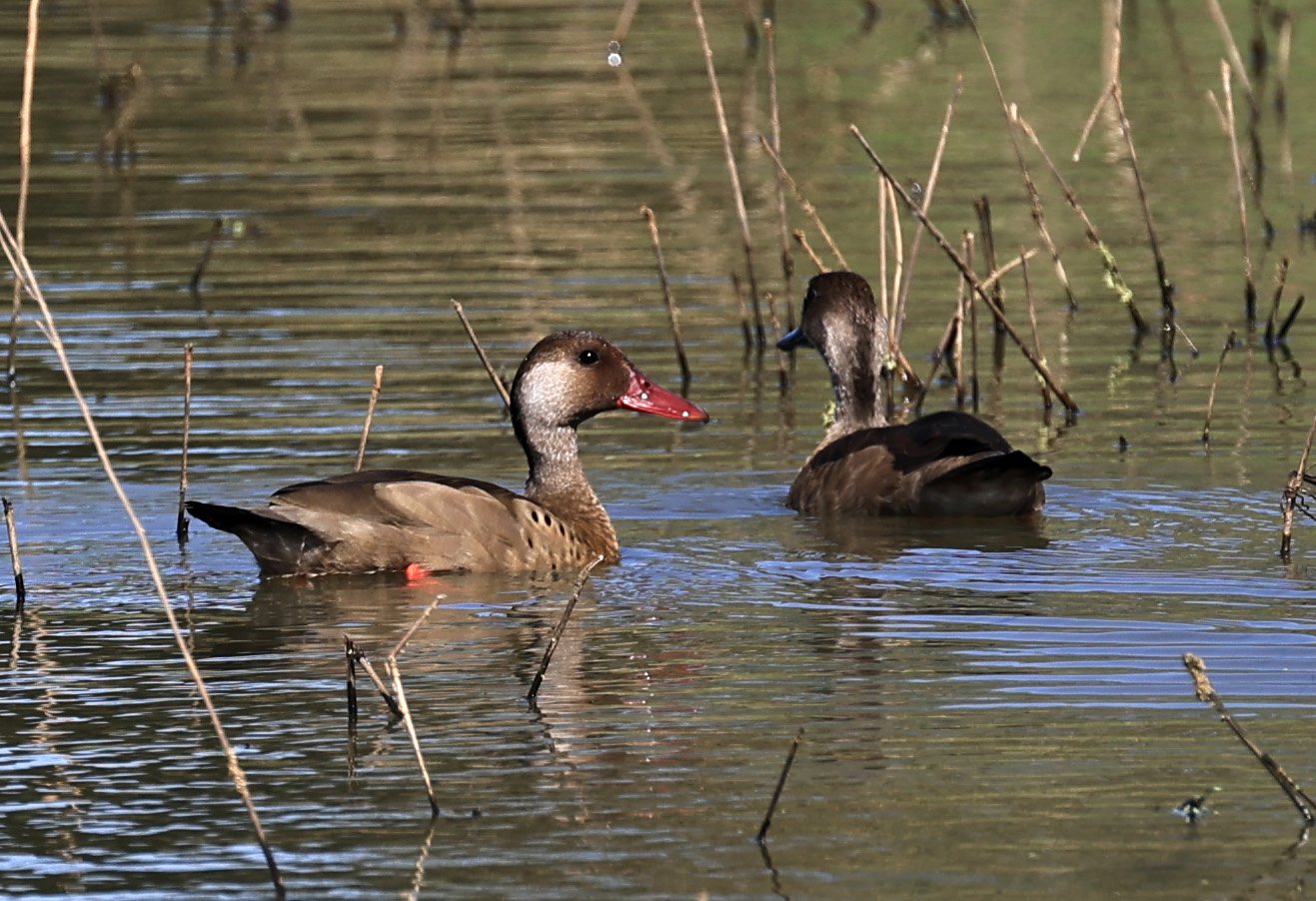 Brazilian Teal (Amazonetta brasiliensis) Agua Dulce Paraguay (7).jpg