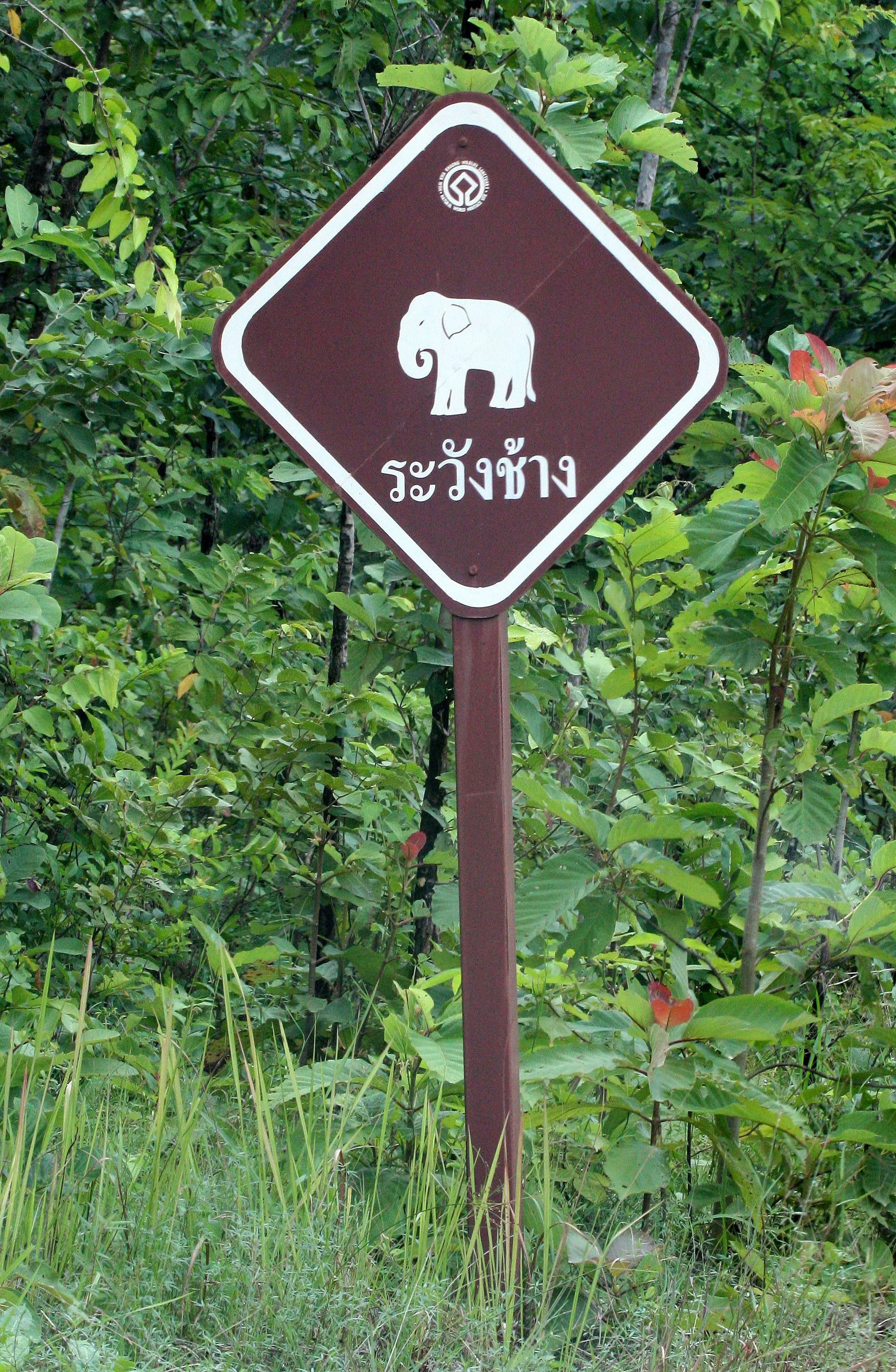 Asian Elephants (Elephas maximus indicus).  And they are not kidding!