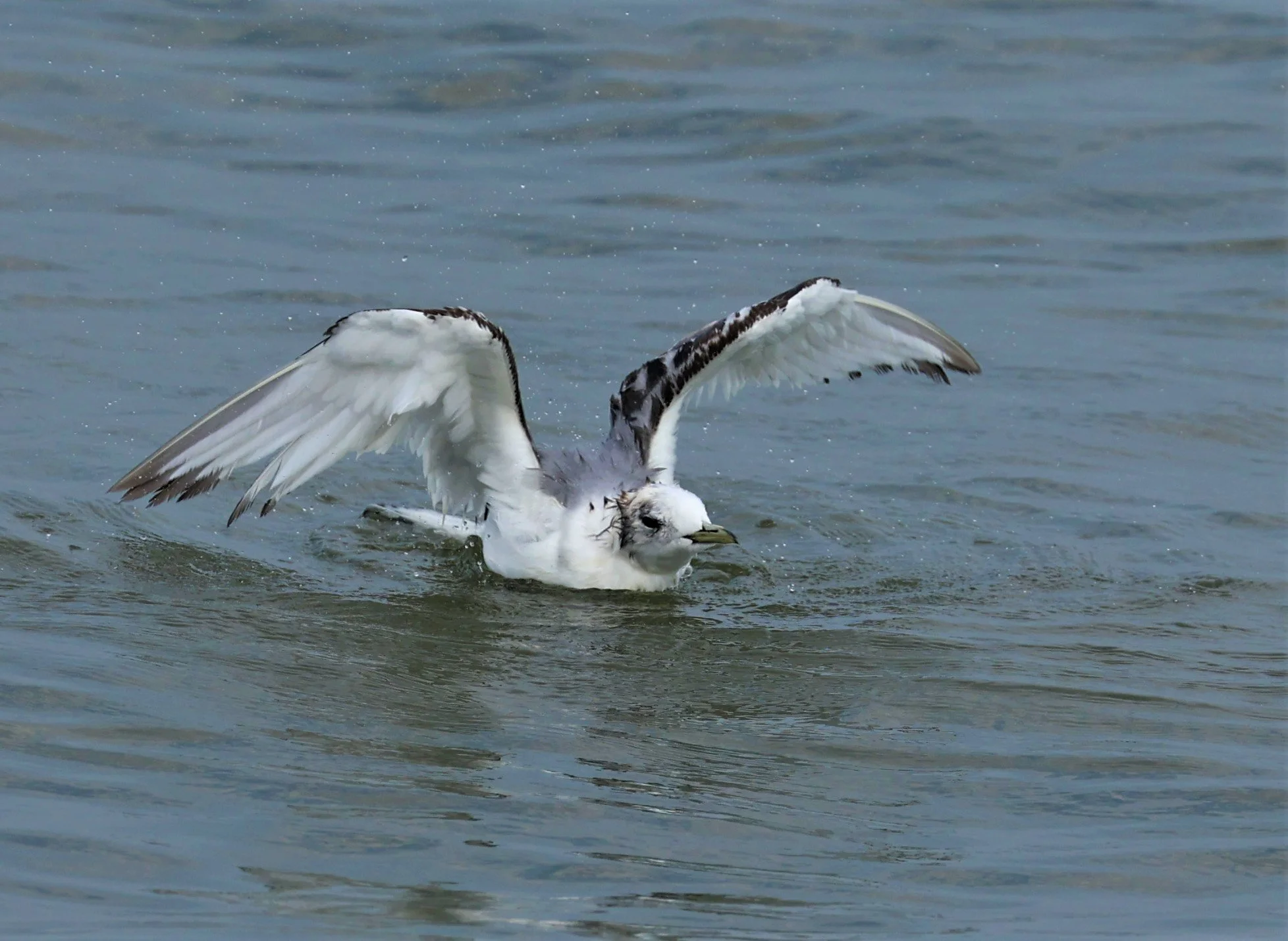 KITTIWAKE - BLACK-LEGGED KITTIWAKE - Rissa tridactyla - GULF OF SIAM OFF BANGKOK & SAMUT SAKHORN FEB 05 2022 (112).jpg