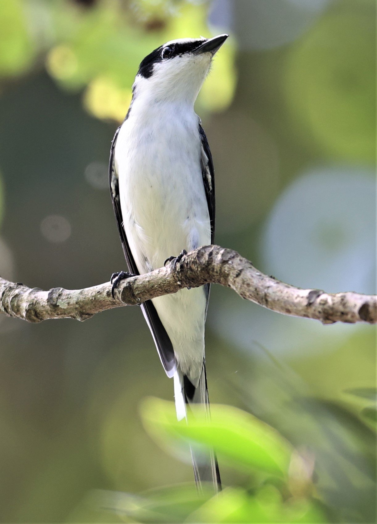Ashy Minivet (Pericrocotus divaricatus) Kaeng Krachan NP Thailand (5).jpg