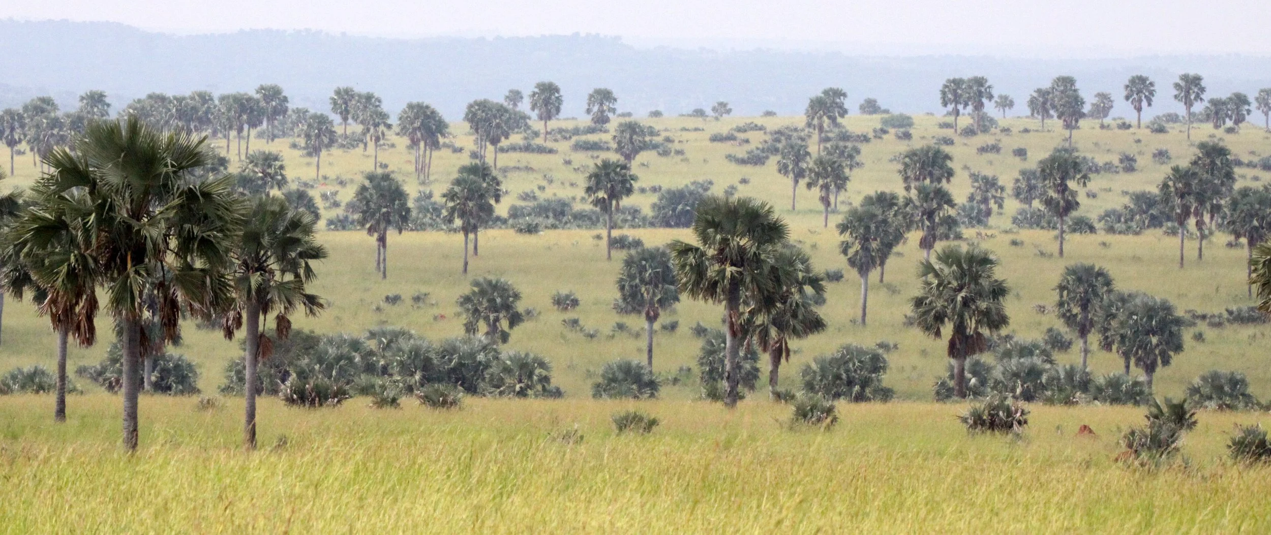 MURCHISON FALLS NP UGANDA (20).JPG