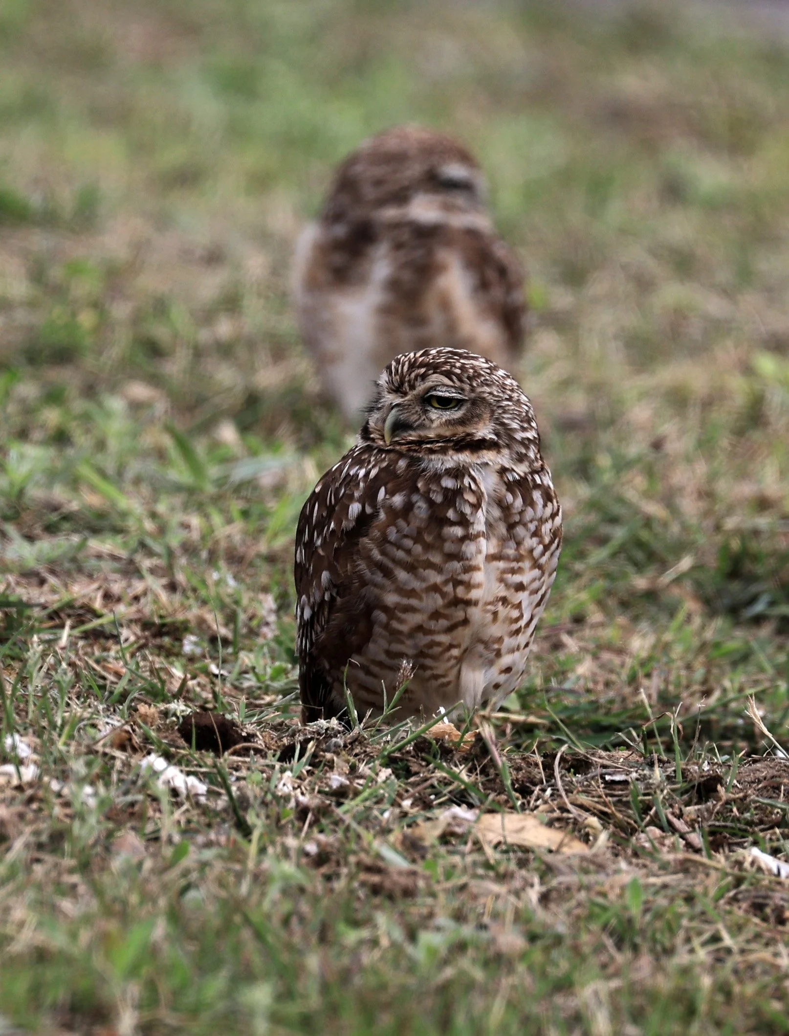 Burrowing Owl (Athene cunicularia) Aurora Chaquena near Neuland Mennonite Colony Paraguay (18).jpg