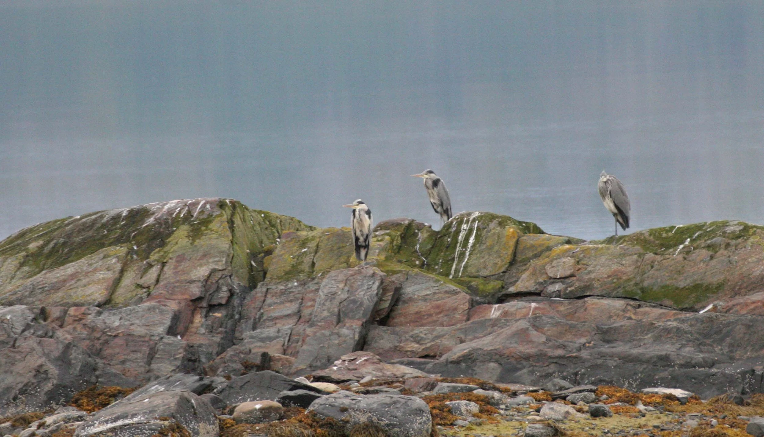 HERON - GREY HERON - Ardea cinerea - IN FJORDS NEAR TROMSO (2).jpg