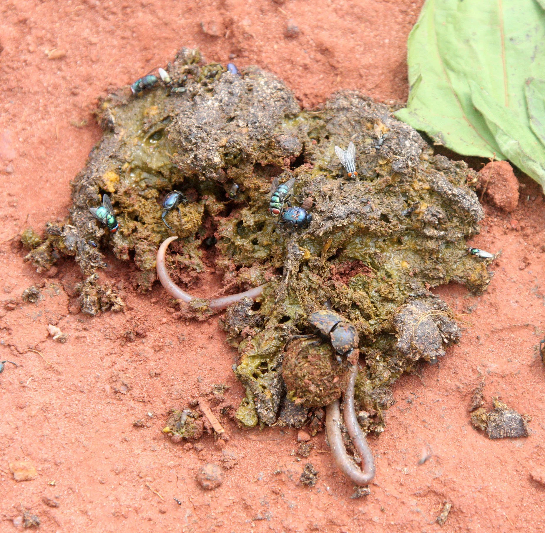 BODA - CENTRAL AFRICAN REPUBLIC (1).JPG