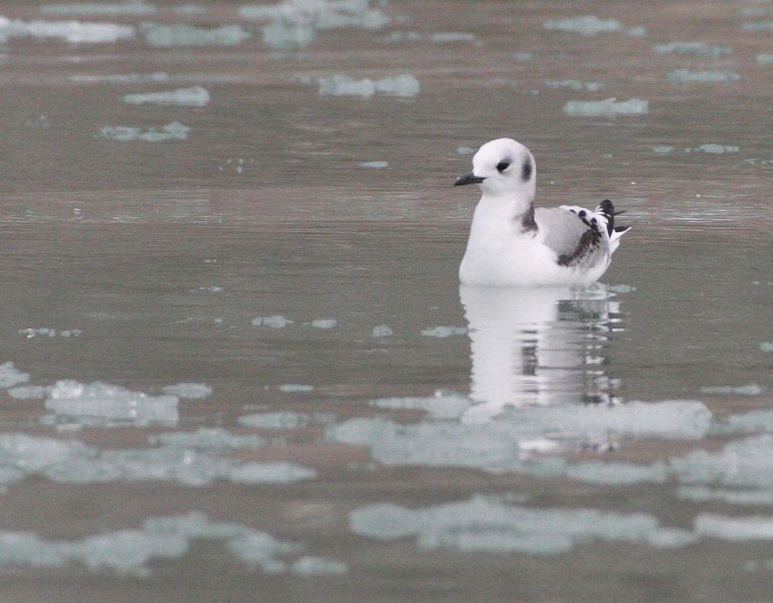 BIRD - KITTIWAKE - BLACK-LEGGED - SVALBARD (27).jpg