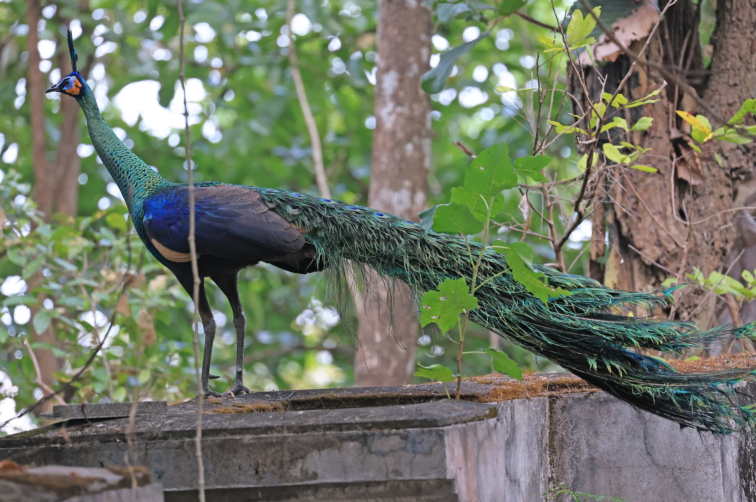 Green Peafowl (Pavo muticus) Doi Butsarakham Phayao Province