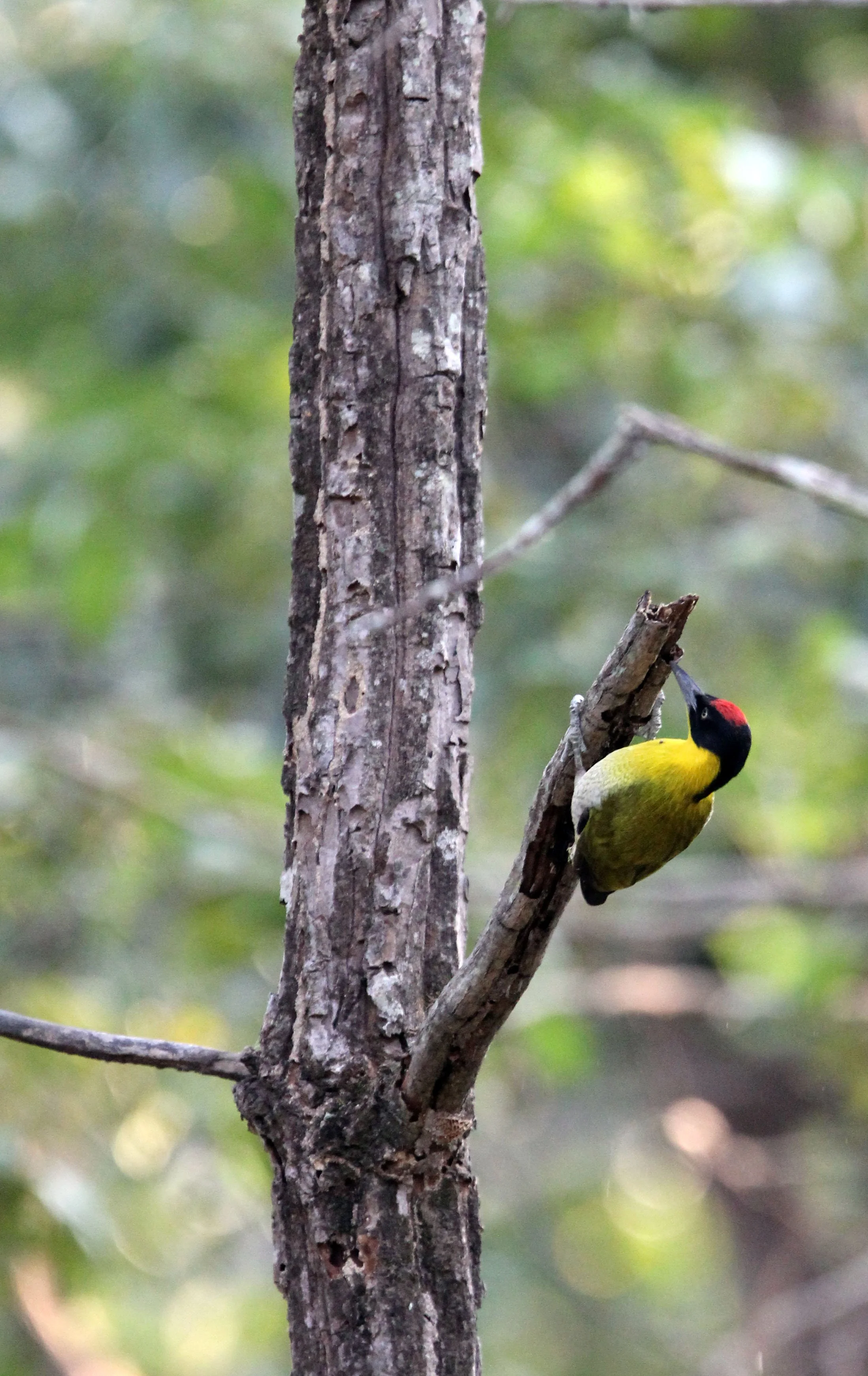BIRD - WOODPECKER - BLACK-HEADED WOODPECKER - HUAI KHA KHAENG NATURE RESERVE - HEADQUARTERS - THAILAND (15).JPG