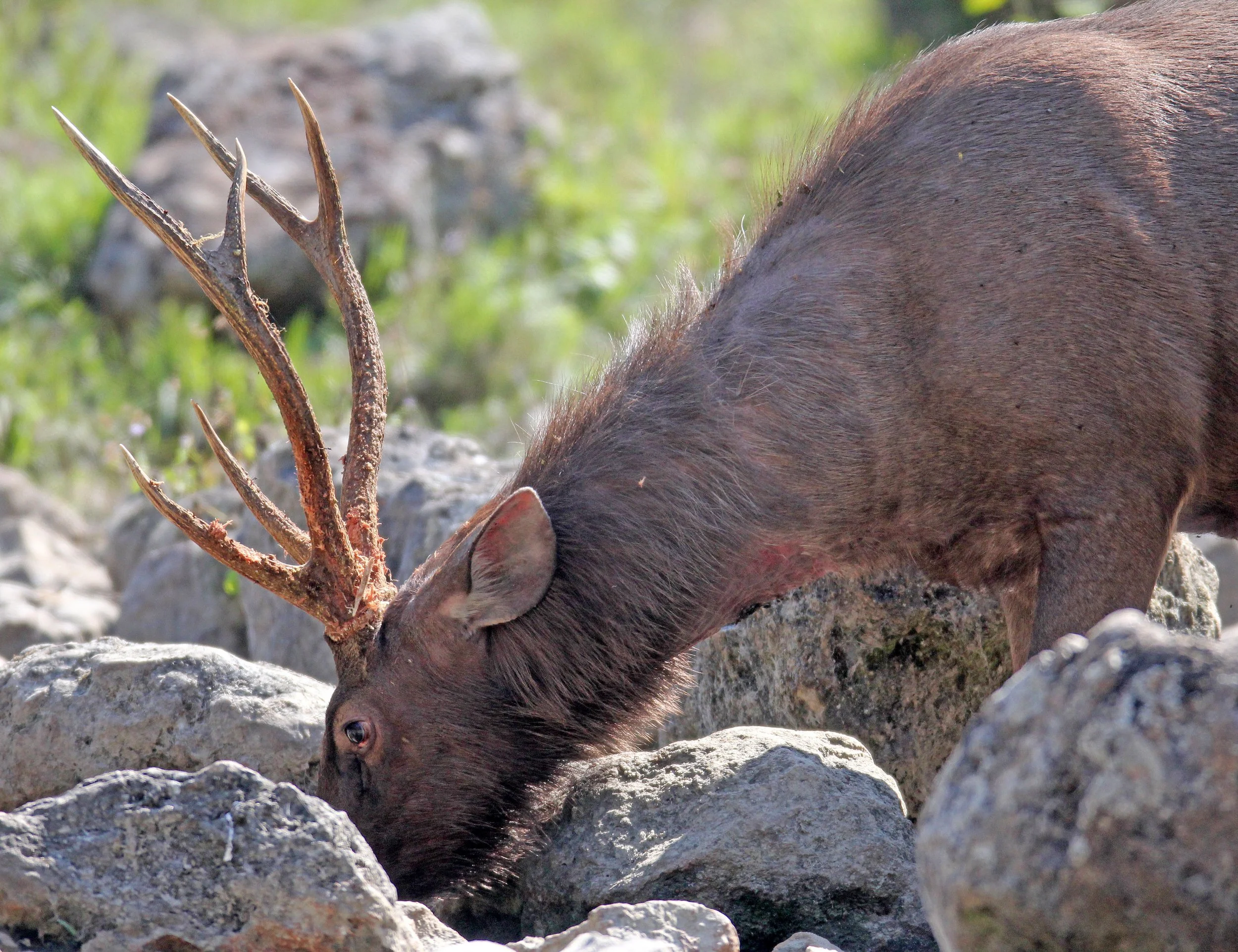 Recent studies estimate a population of approximately 9,855 (± 25%) individuals within their suitable habitat.Their density has nearly doubled over the last 15 years, increasing from roughly 2 to 4 individuals per km² as of 2021. Suitable habitat for