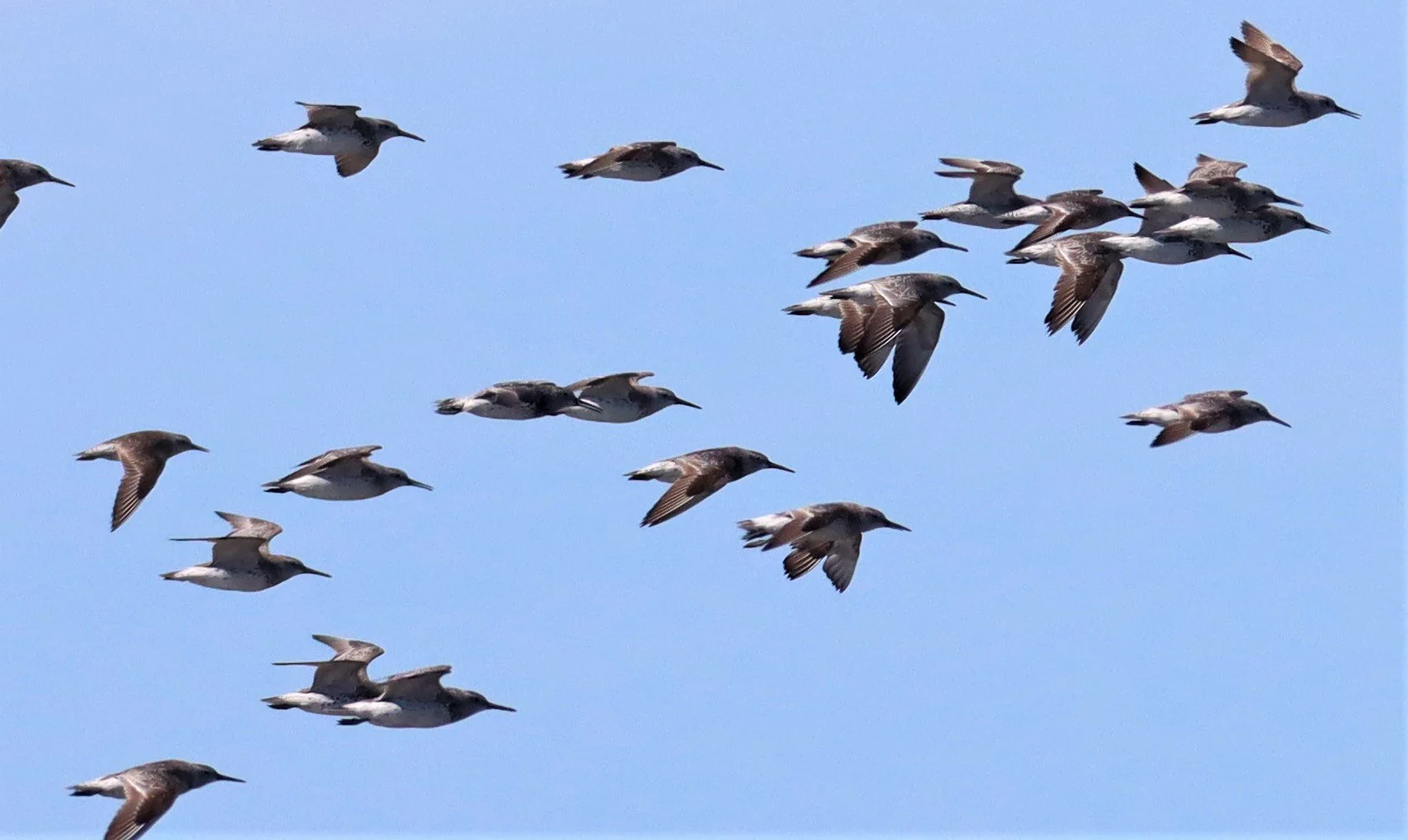 GREAT KNOTS - Calidris tenuirostris -Mangrove Forest Research Center Samut Sakorn (18).jpg
