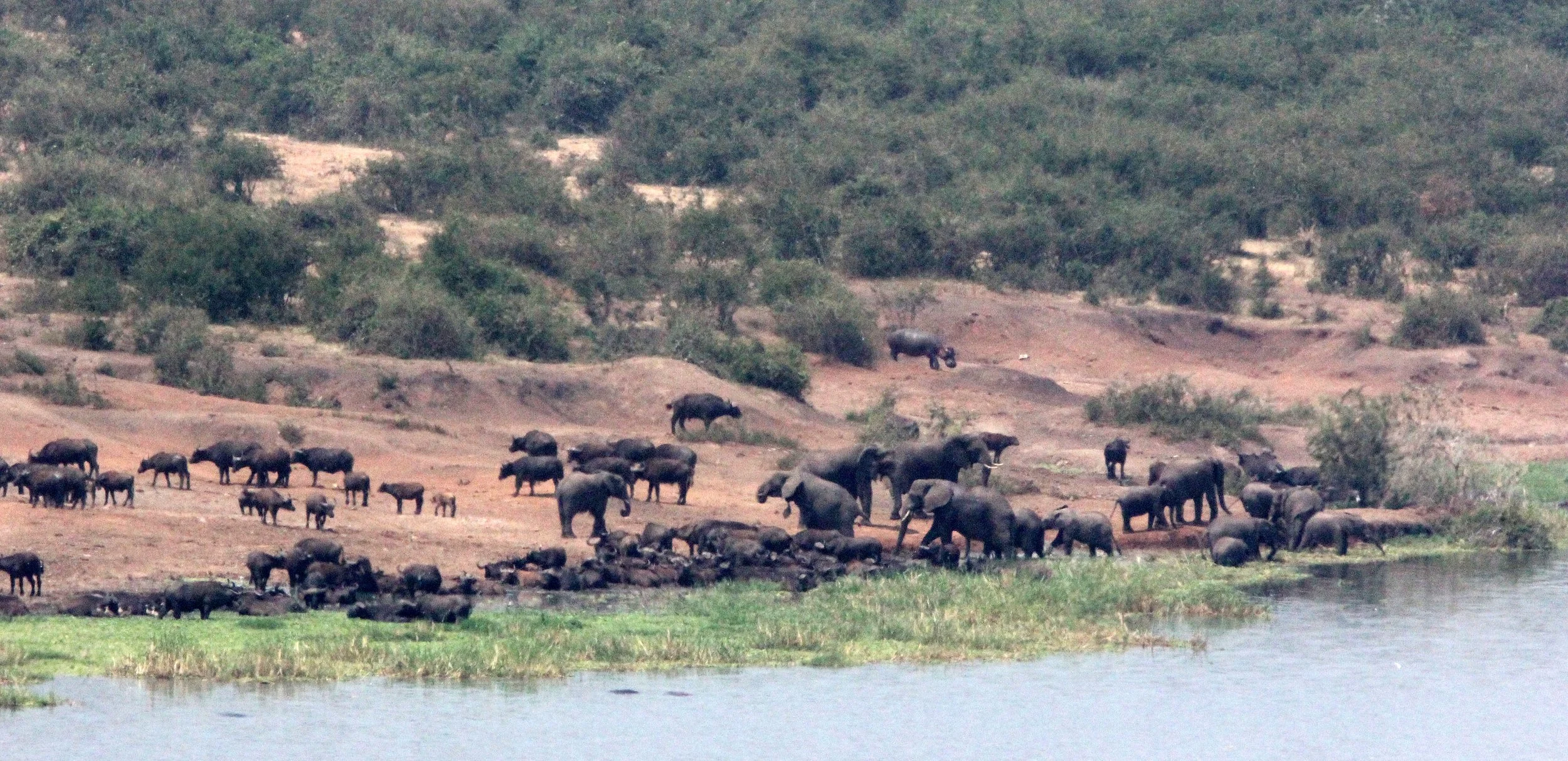 ELEPHANT - QUEEN ELIZABETH NATIONAL PARK UGANDA (44).JPG