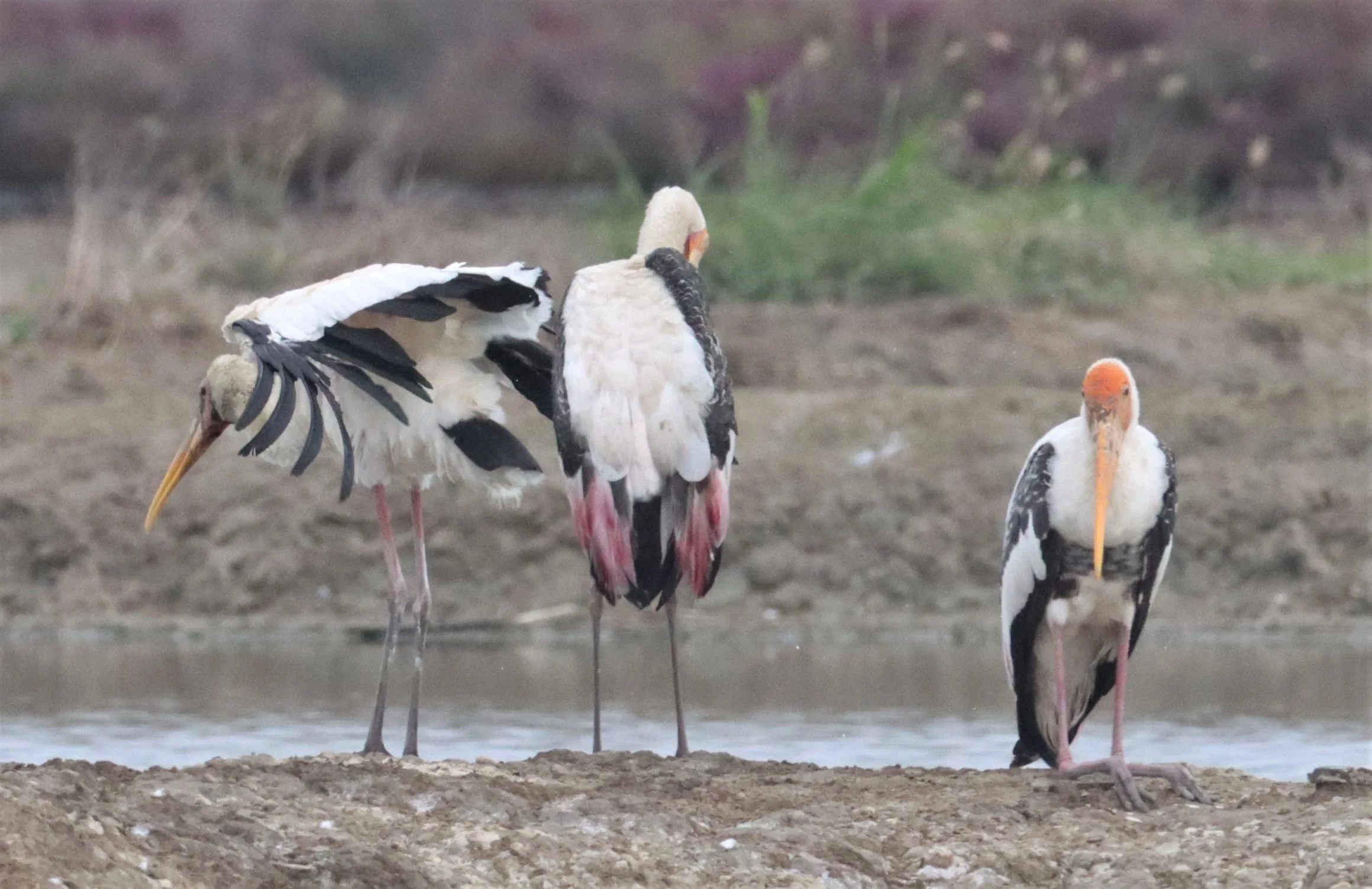 STORK - MILKY STORK - Mycteria cinerea - WITH PAINTED STORK - KHLONG TAMRU CHONBURI (8).jpg