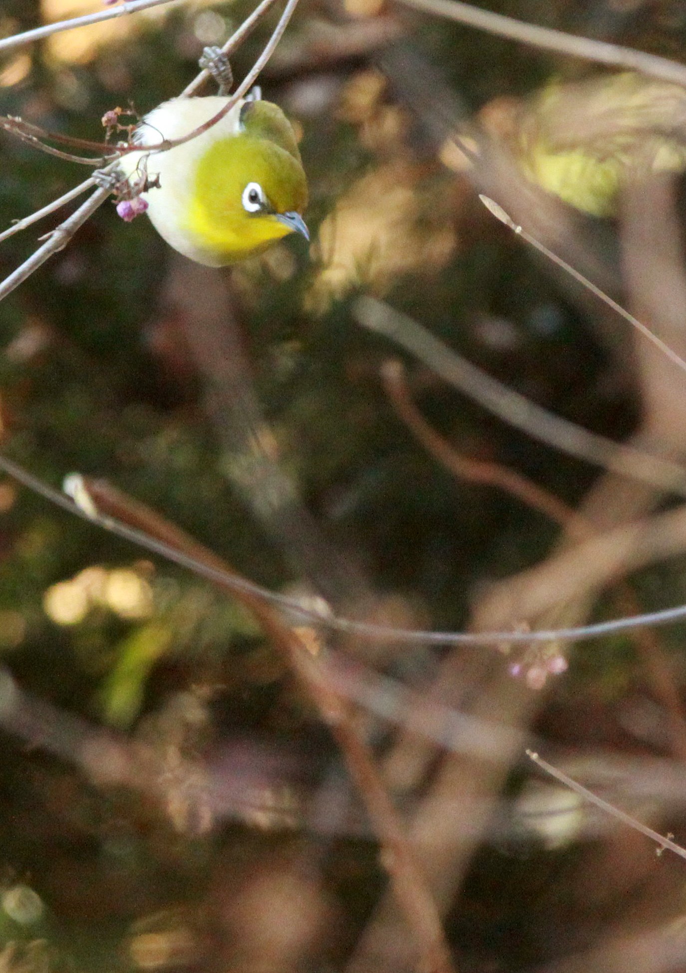 BIRD - WHITE-EYE - JAPANESE WHITE-EYE - SHIOBUTSU ONSEN KARUIZAWA JAPAN (29).JPG