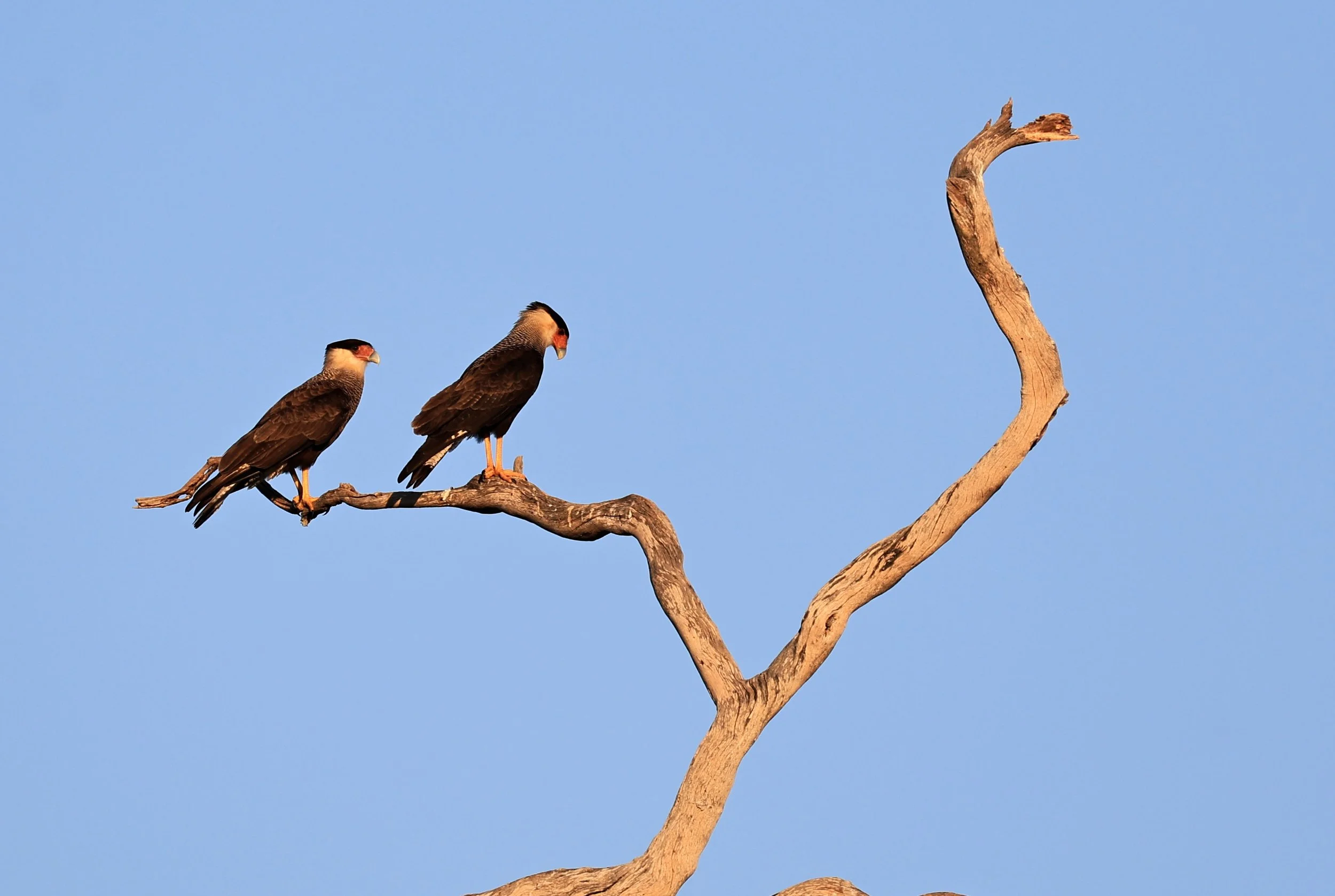 Crested Caracara (Caracara plancus) Agua Dulce Paraguay  (9).jpg