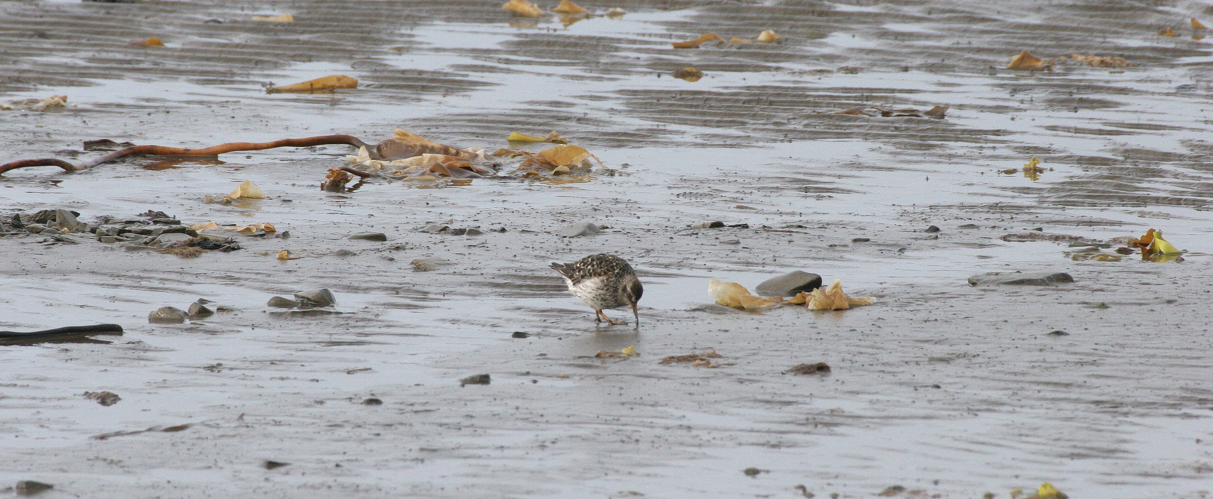 BIRD - SANDPIPER - PURPLE SANDPIPER - SVALBARD (2).jpg