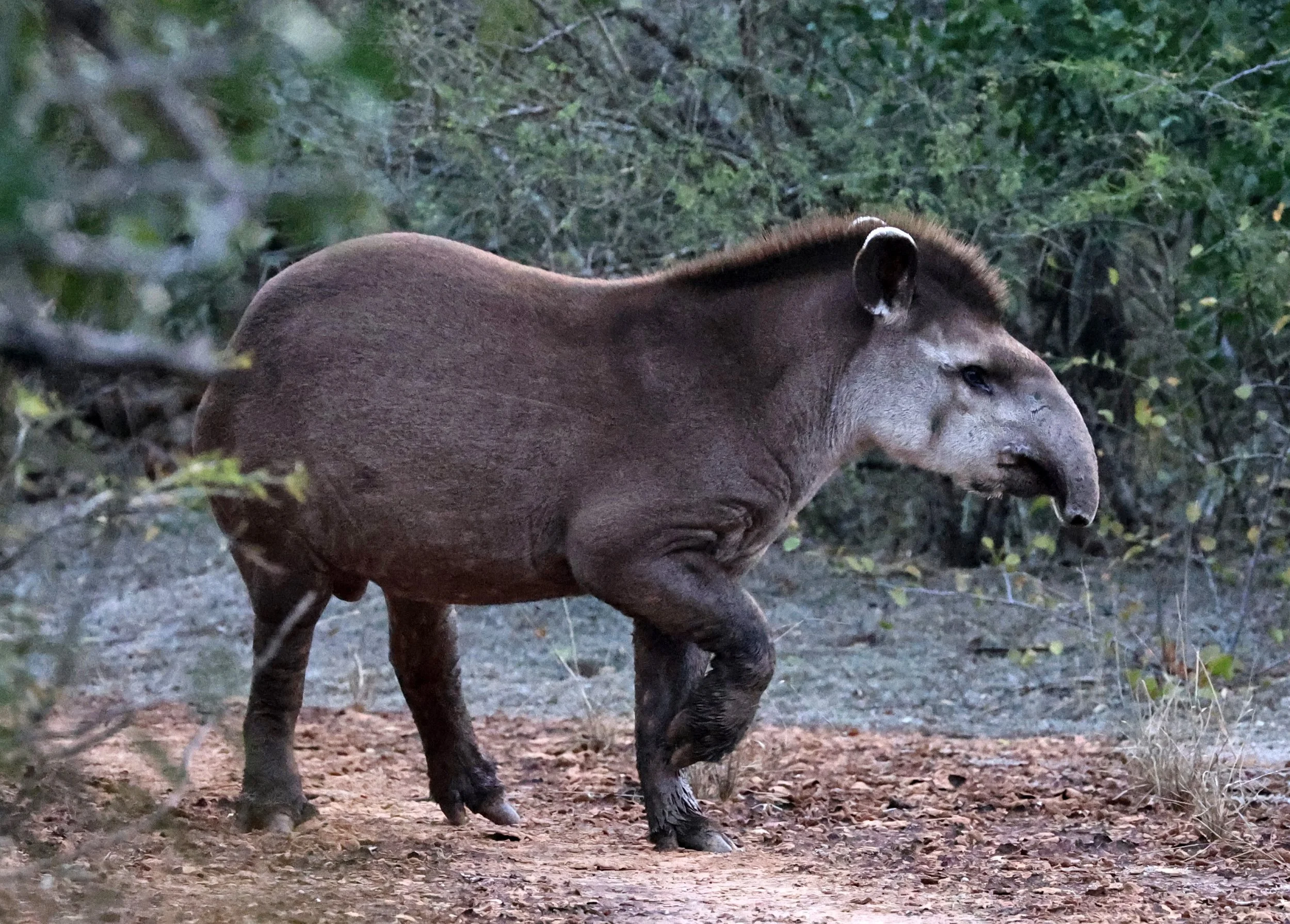 South American Tapir (Tapirus terrestris) Parque Nacional Teniente Agripino Enciso (24).jpg