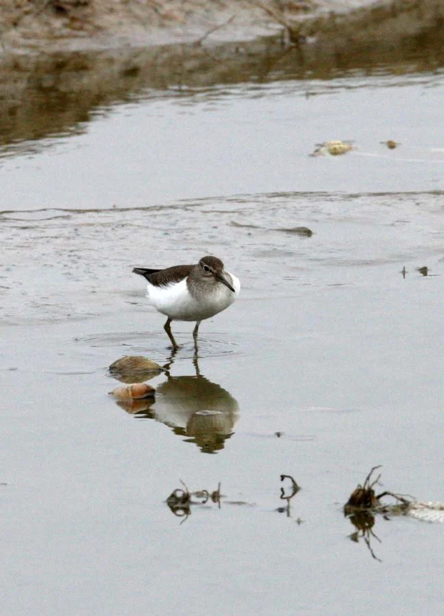 BIRD - SANDPIPER - COMMON SANDPIPER- YANCHENG CHINA (13).JPG