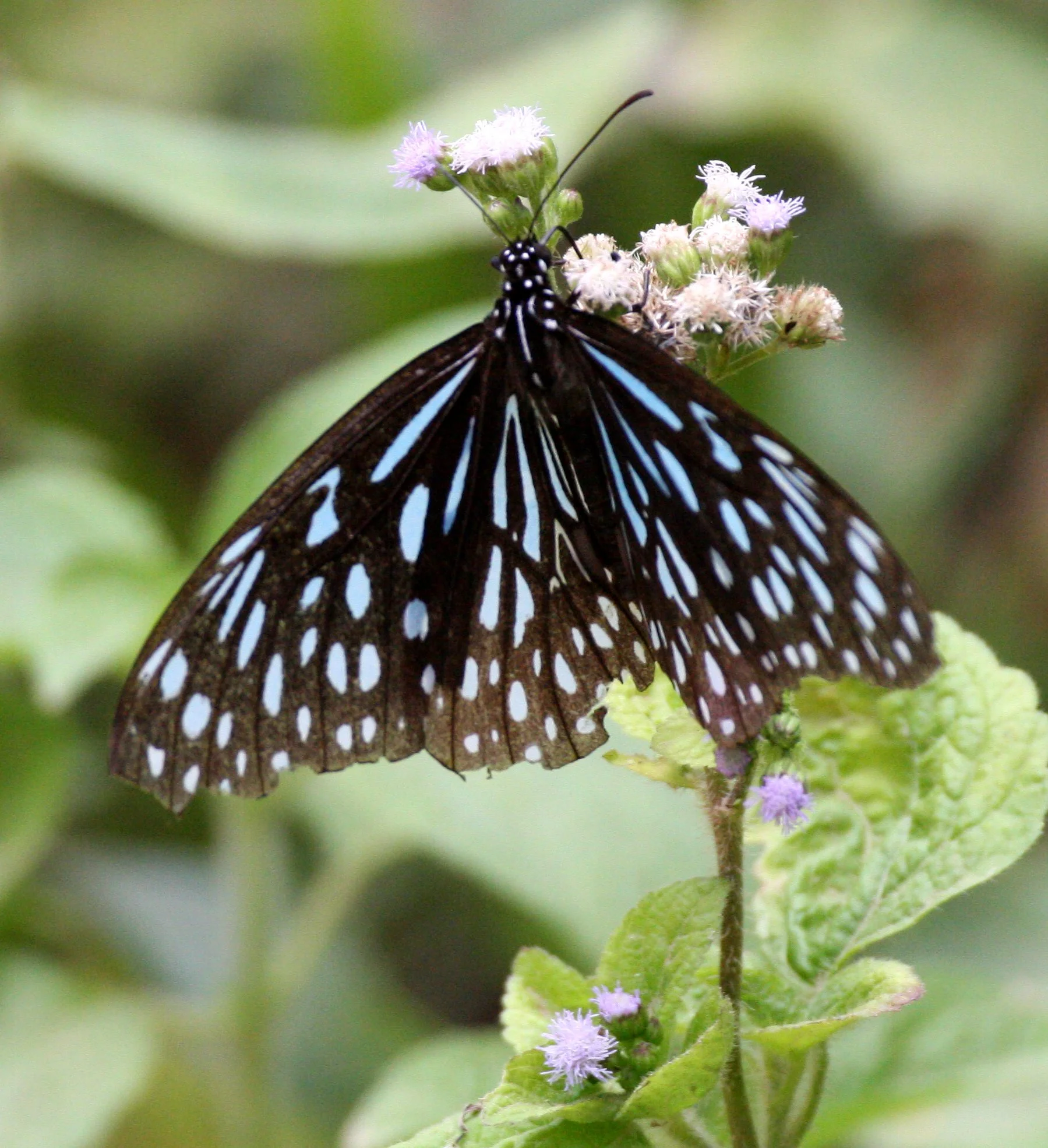 Danaidae - Tirumala limniace - Khao Yai Thailand