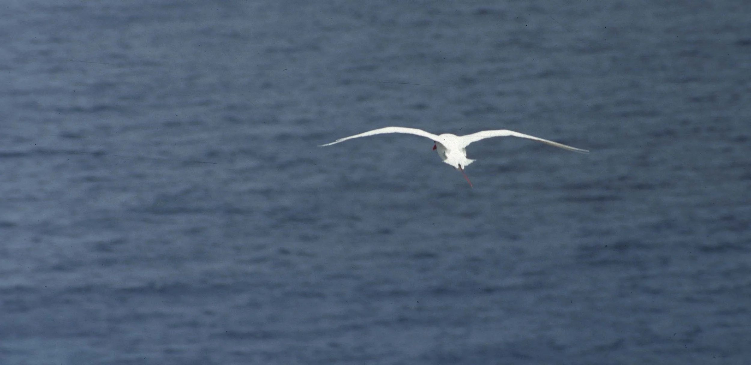 BIRD - RED-TAILED TROPICBIRD.jpg