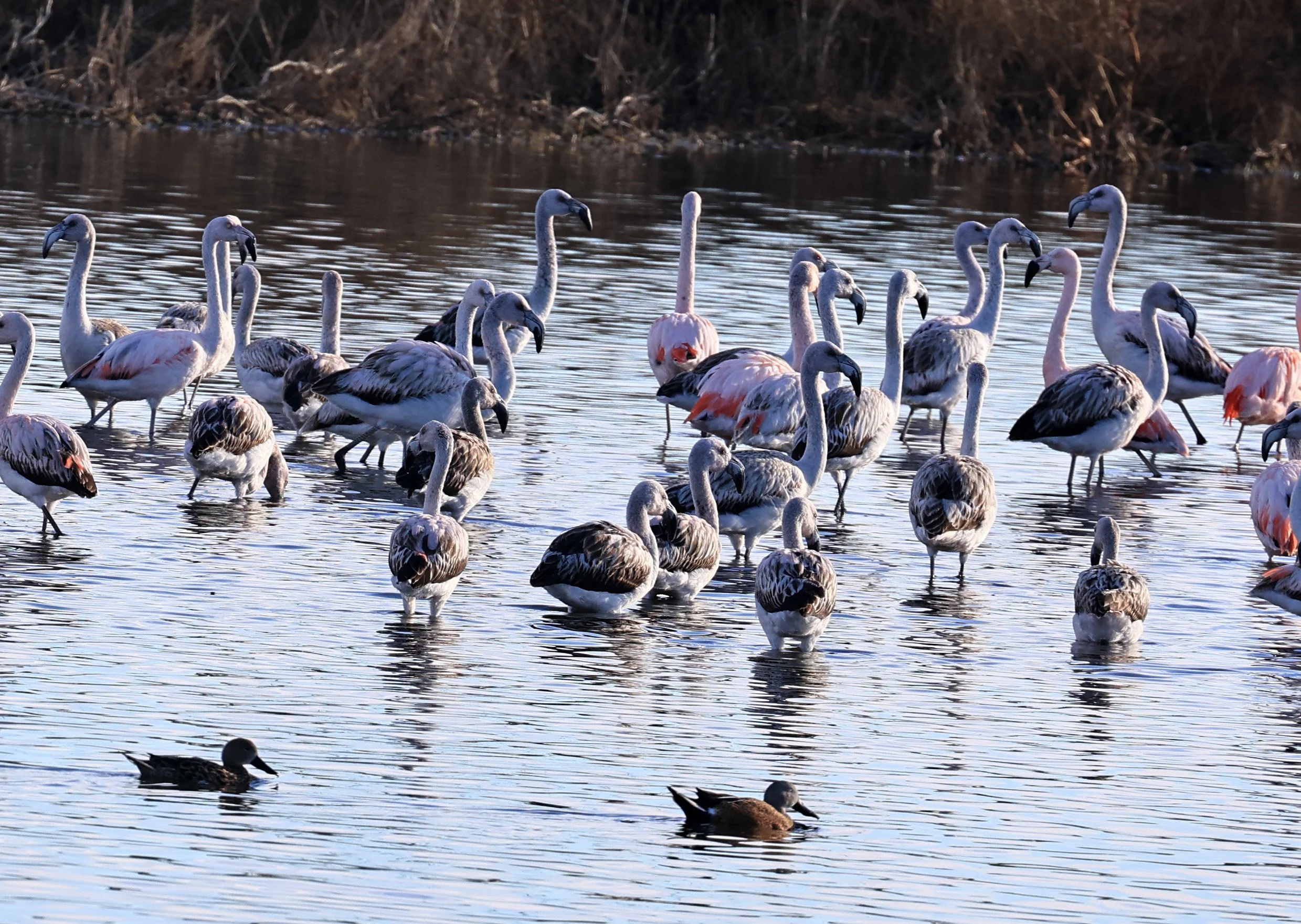 Chilean Flamingo (Phoenicopterus chilensis) Lagunas del Ornitólogo, Trelew Argentina (10).jpg