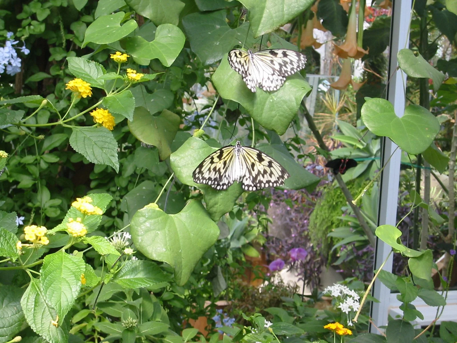 2003-8-3 WASHINGTON VISIT WITH THE ROBINSONS (36).JPG