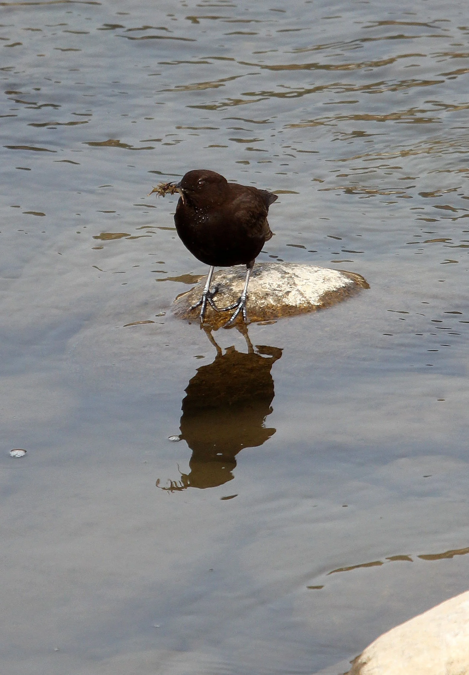 Brown dipper (Cinclus pallasii) Foping City Shaanxi China (11).JPG
