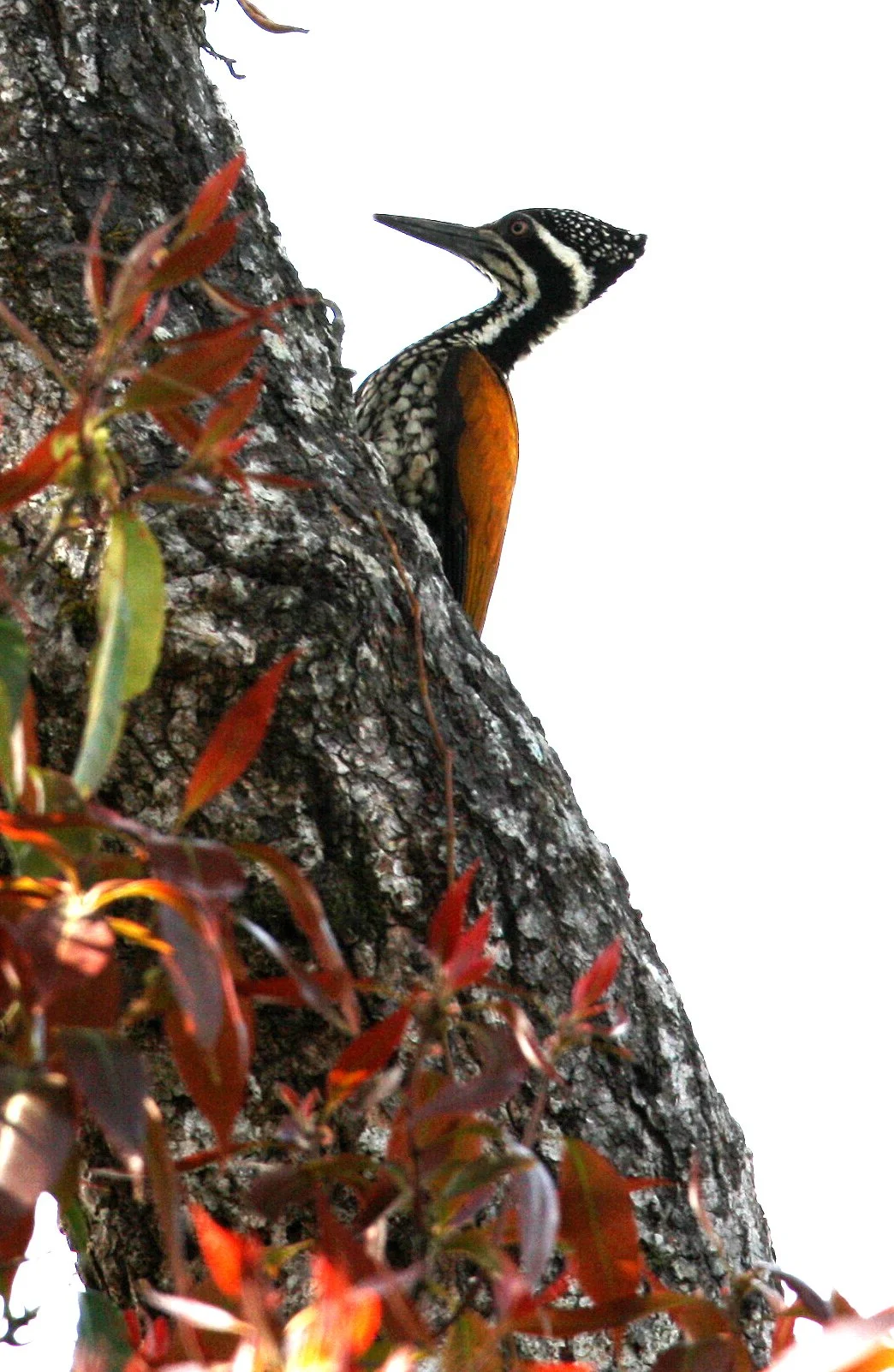 BIRD - WOODPECKER - GREATER FLAMEBACK - FEMALE - KAENG KRACHAN NP THAILAND (9).JPG