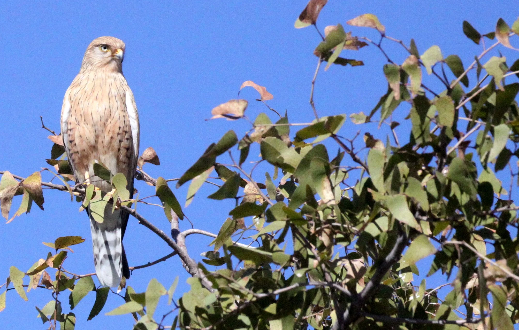 BIRD - KESTREL - GREATER KESTREL - ETOSHA NATIONAL PARK NAMIBIA (2).JPG